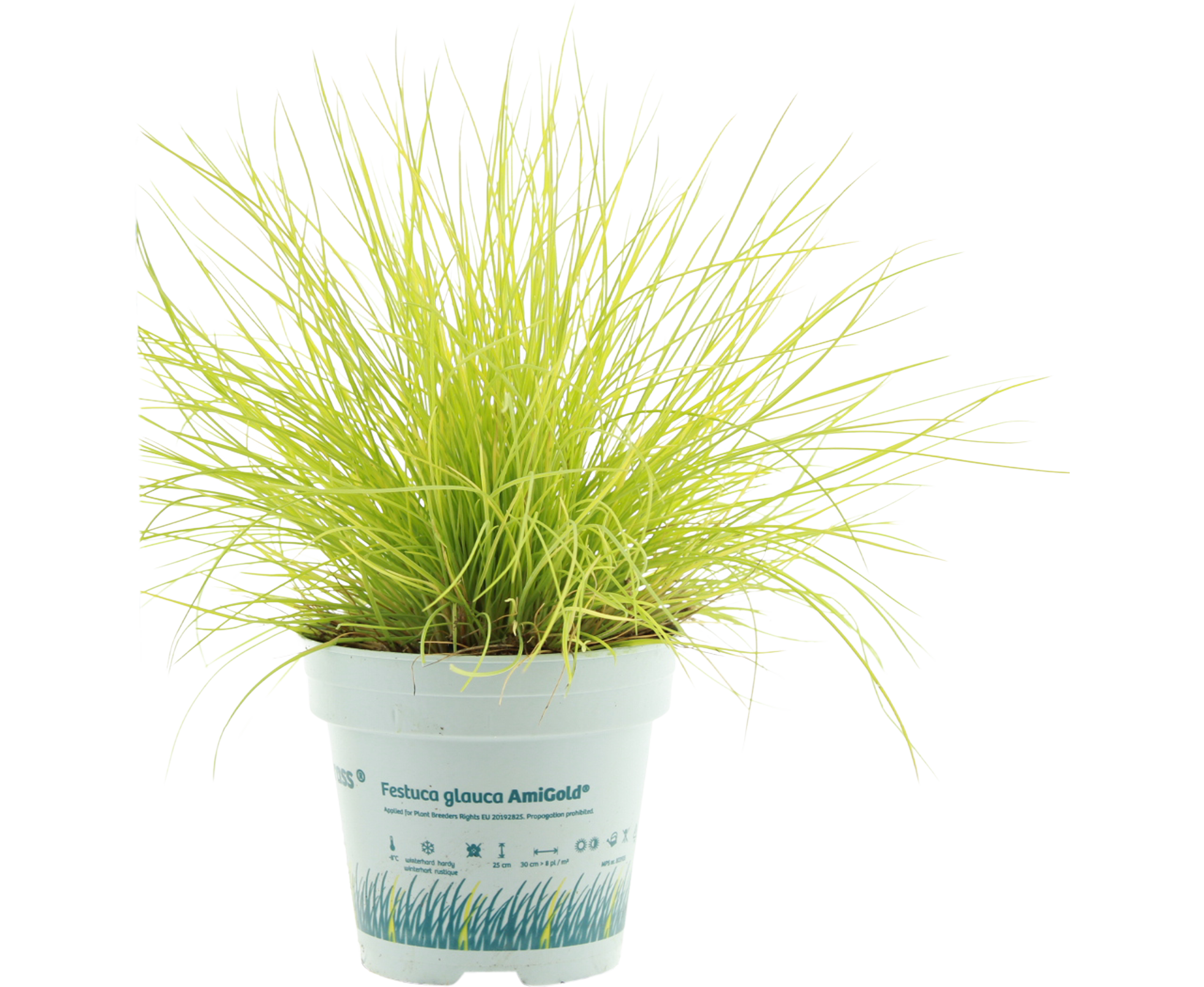 Kostrzewa Sina Amigold 25-35 cm