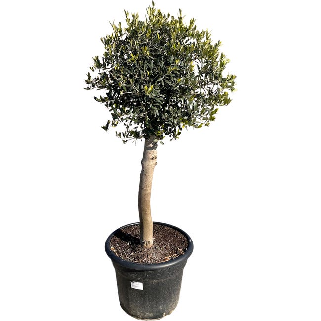 Oliwka europejska 150 160 cm 84279675
