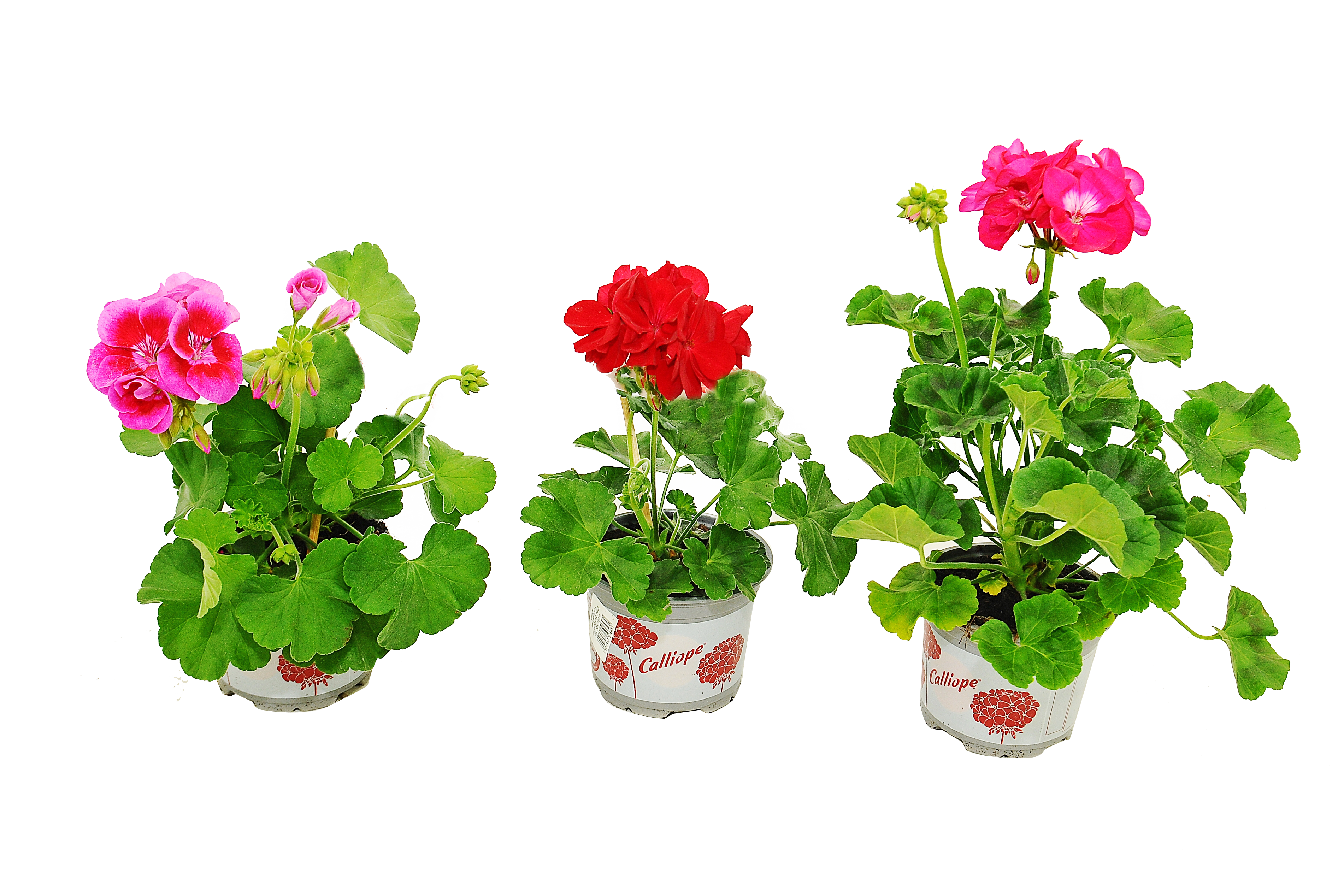 Pelargonia Caliope mix 25-30cm