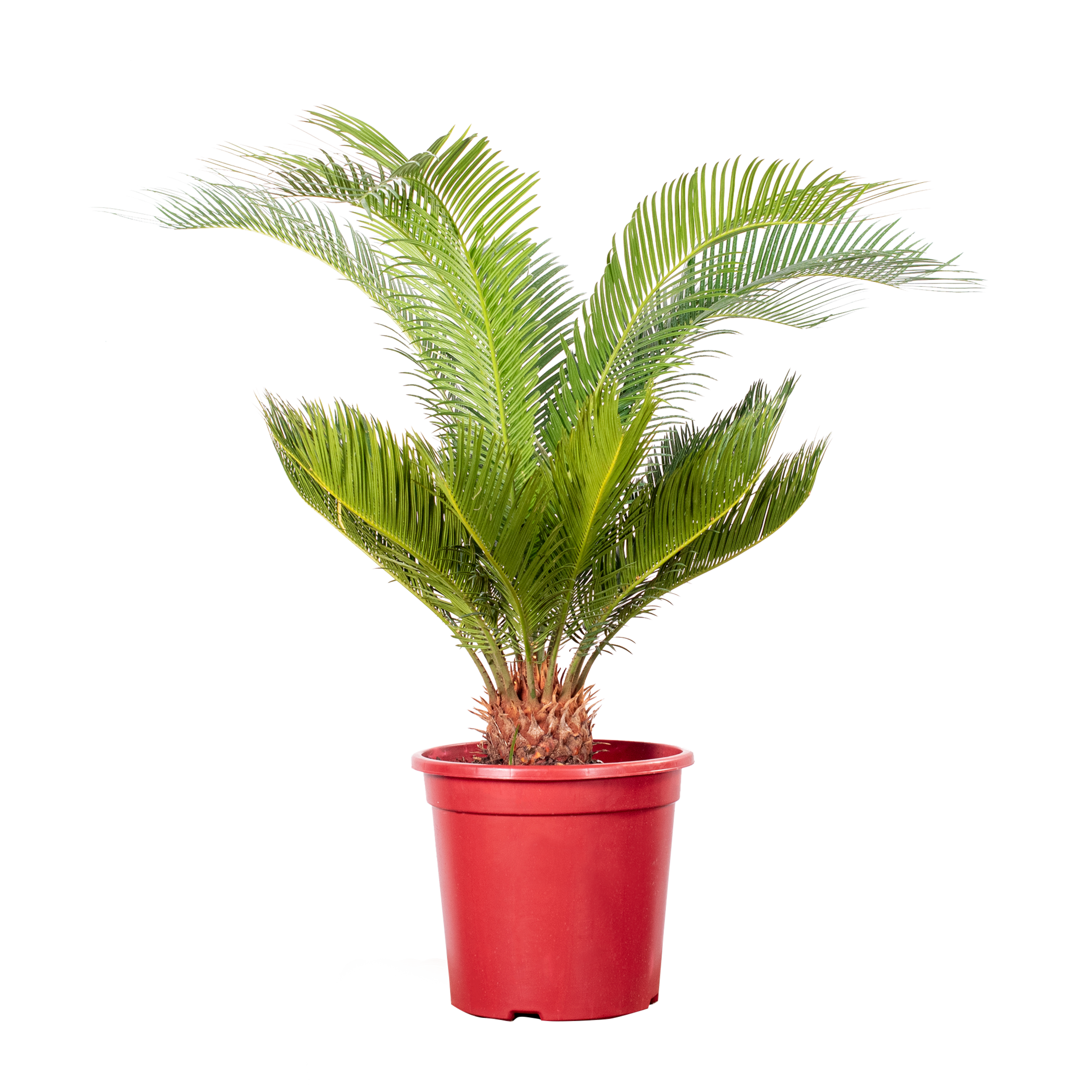 Sagowiec Cycas Revoluta 70-80 cm