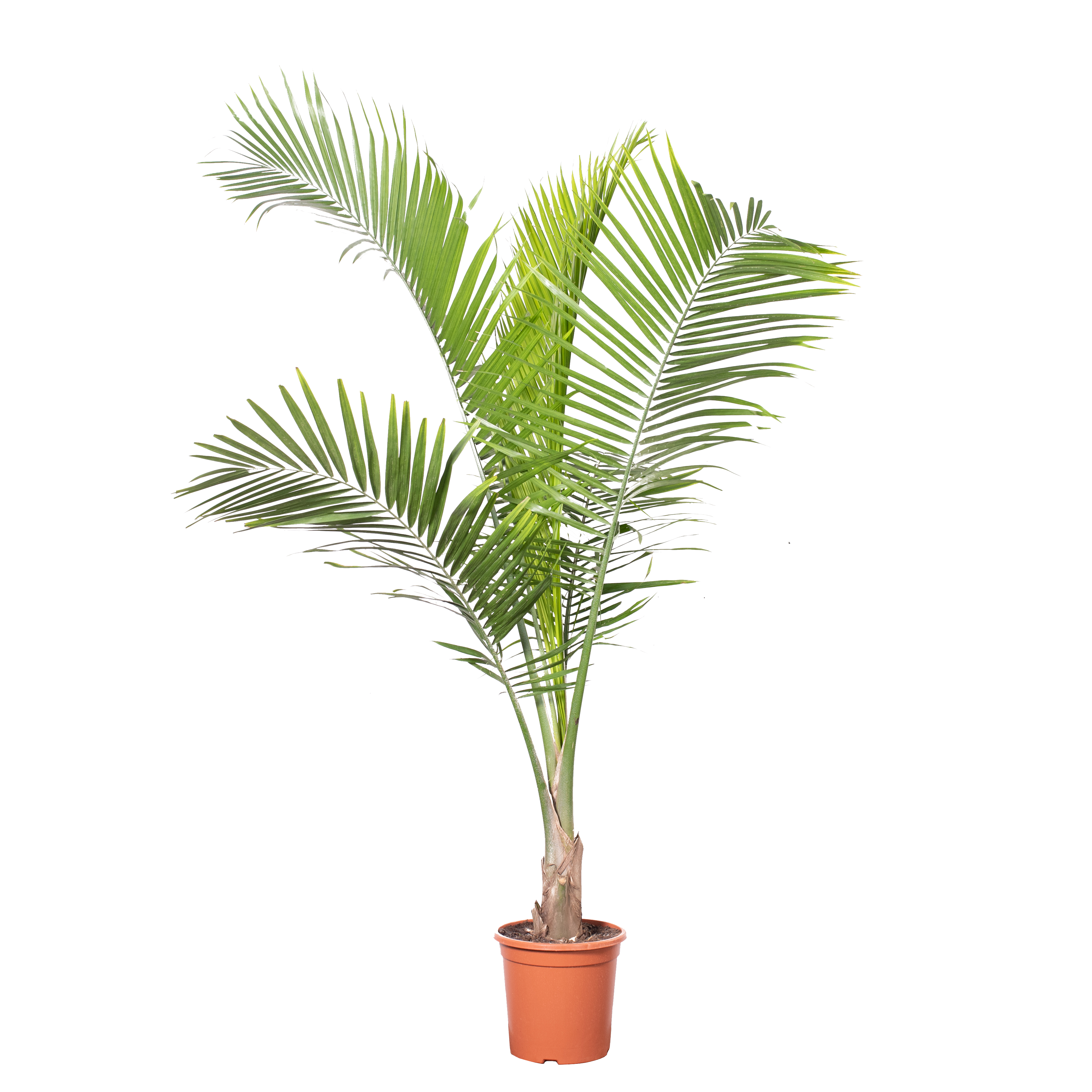 Palmy królewskie mix 170-190 cm