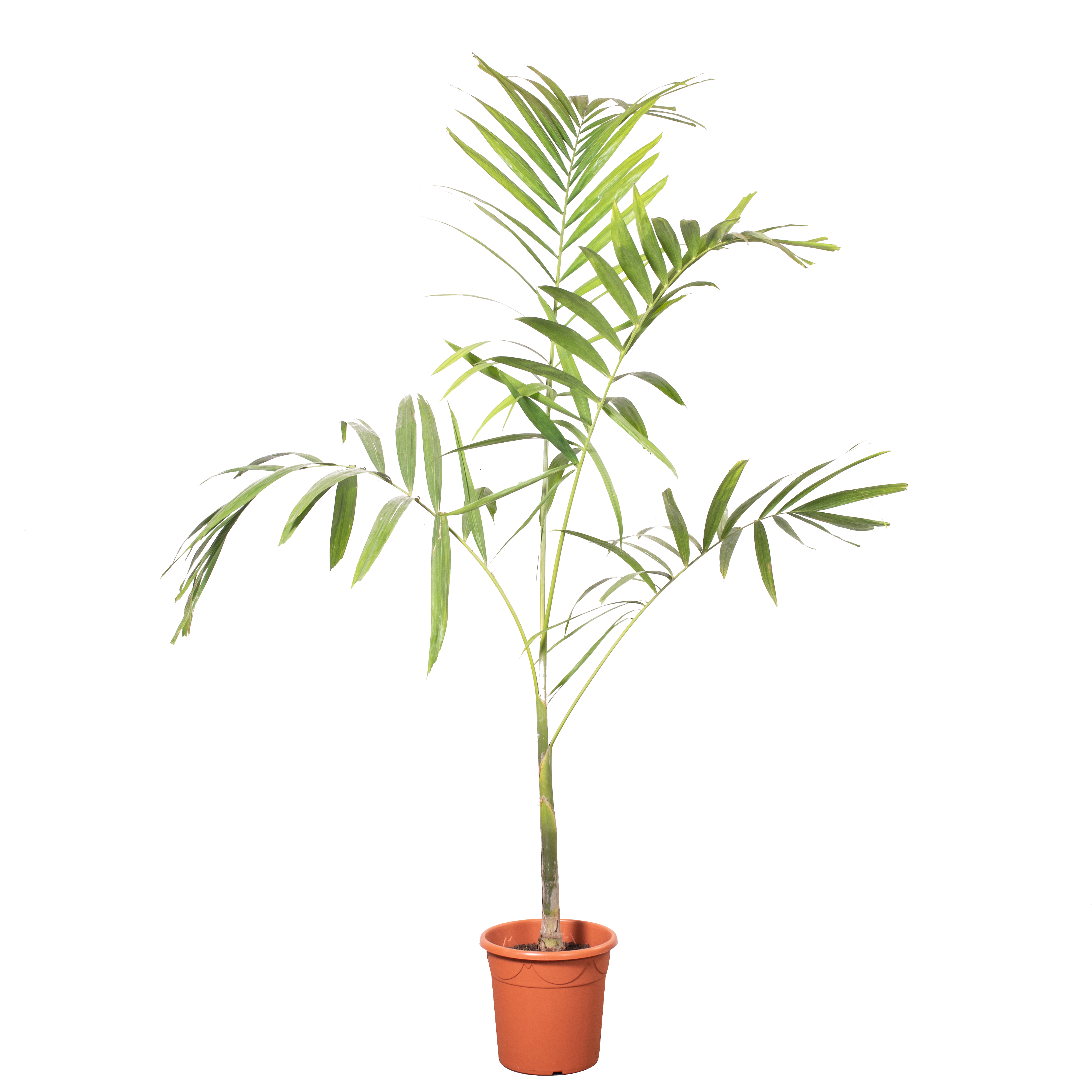 Ptychosperma Elegans 250 cm