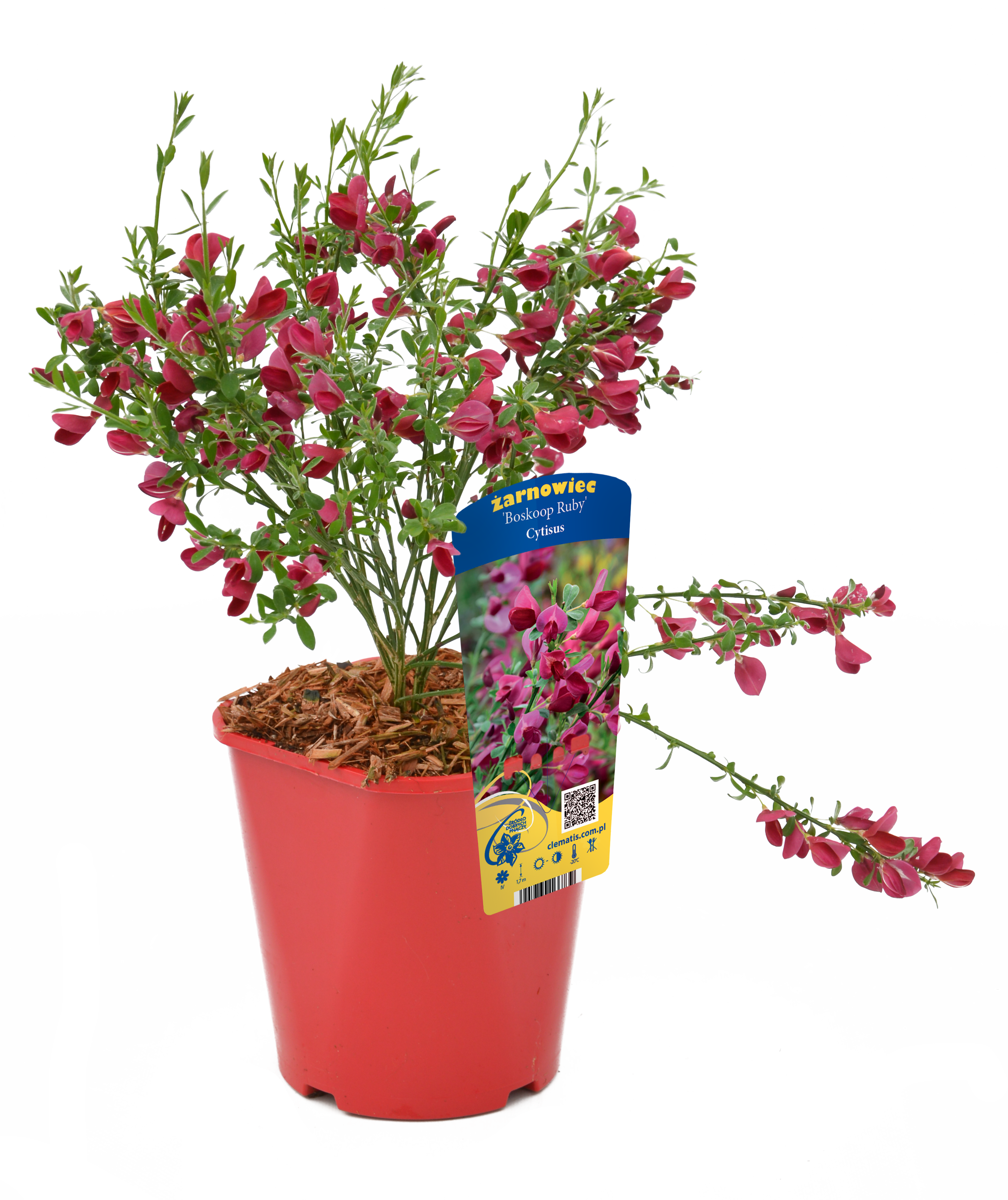 Żarnowiec mix 50 cm
