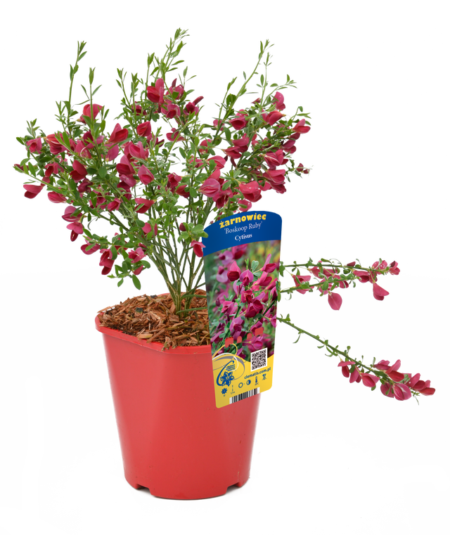 Żarnowiec mix 50 cm