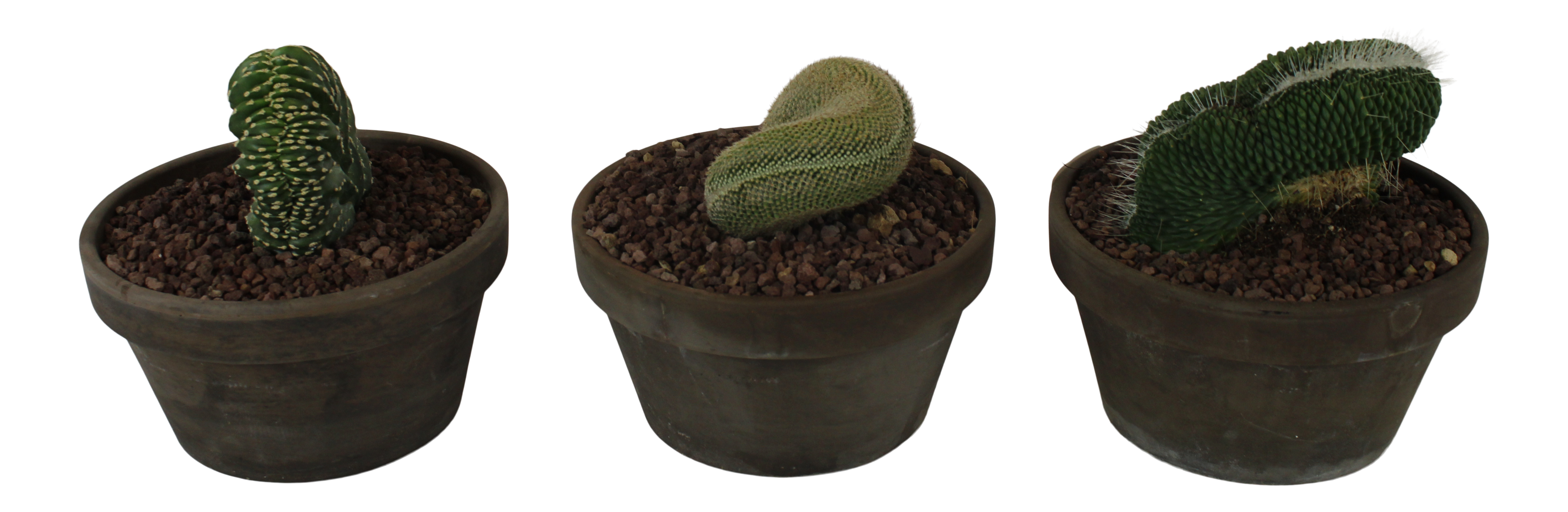 Pianta di euphorbia horrida kiko mostruosa da interno vaso ø 17 cm - 2