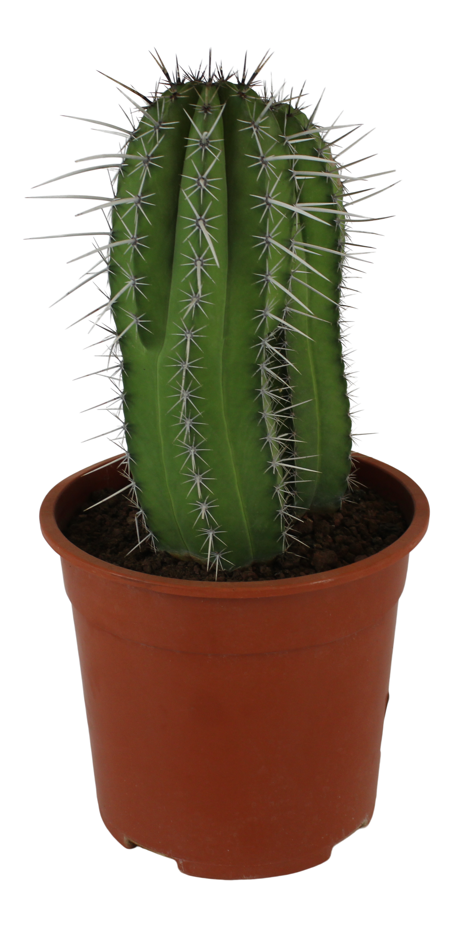 Kaktus Kanarias 35-45 cm