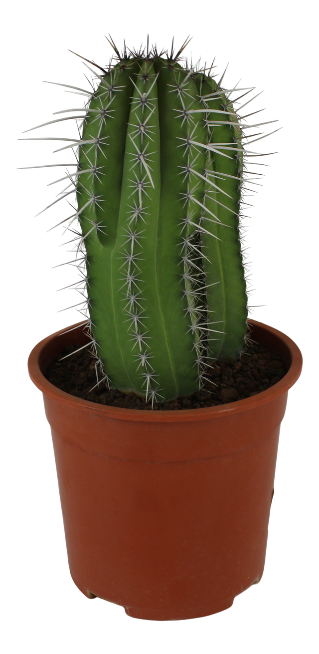 Kaktus Kanarias 35-45 cm