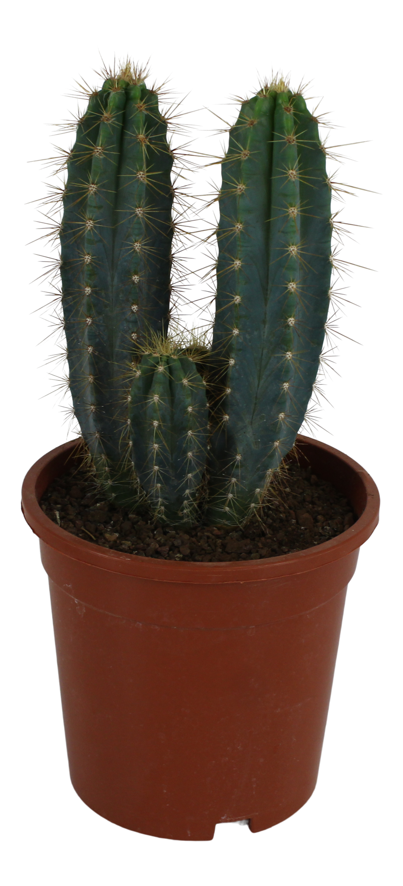 Kaktus Kanarias mix 30-45 cm