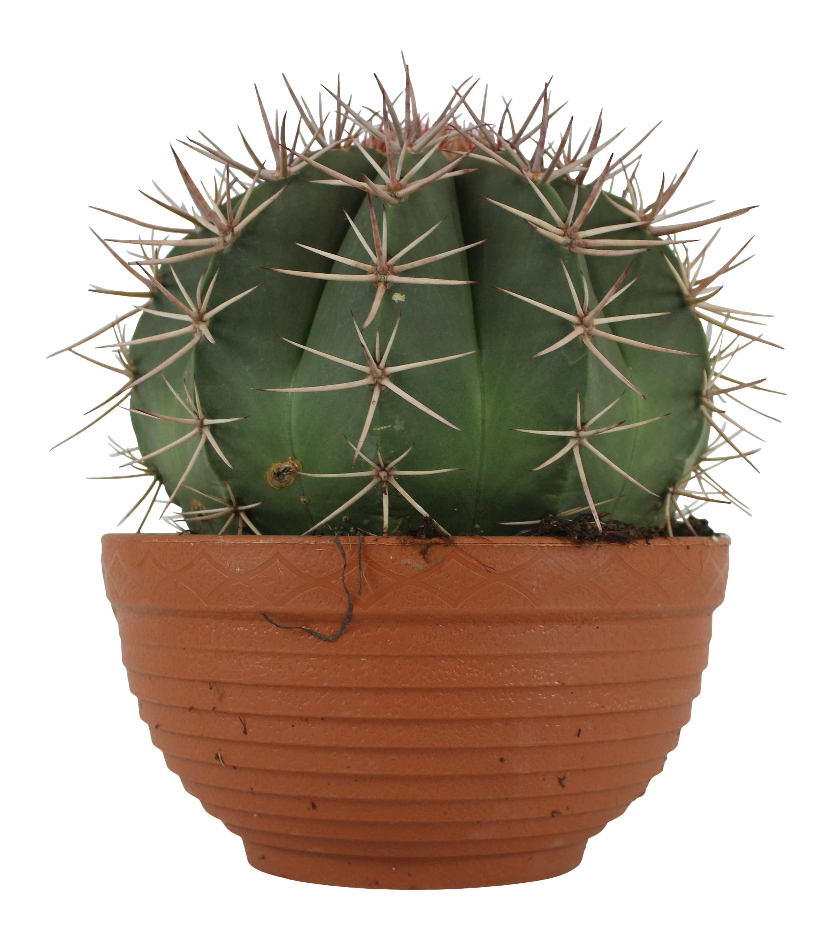 Kaktus Kanarias mix 15-23 cm