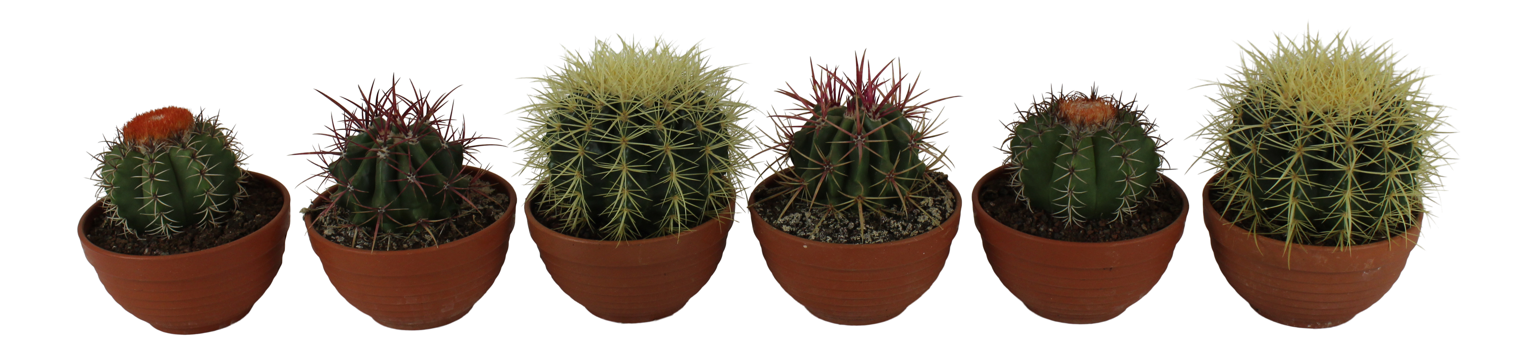 Kaktus Kanarias mix 13-20 cm - 2