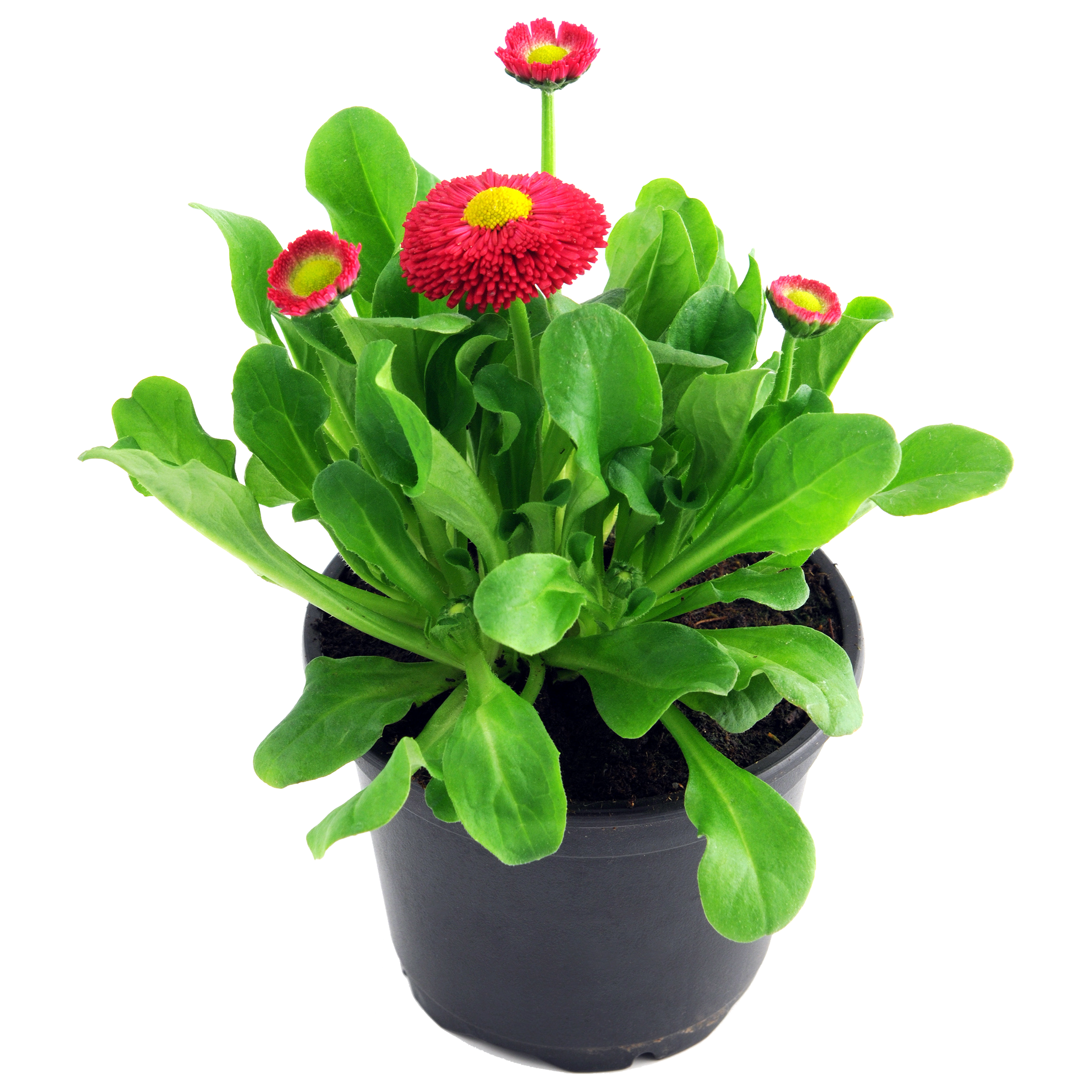 Stokrotka mix 15 cm