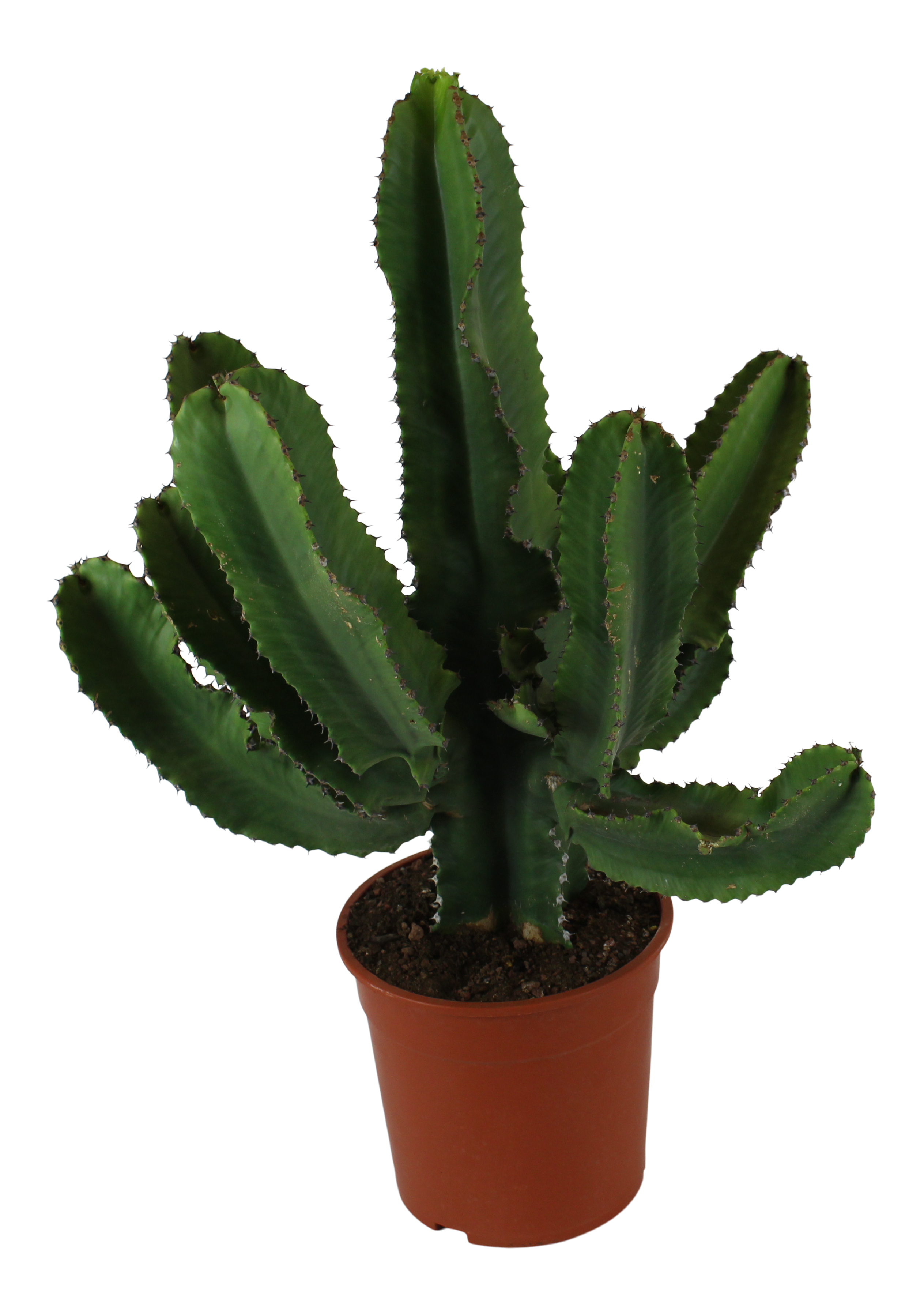Wilczomlecz Euphorbia Erytrea Canar 80-100 cm