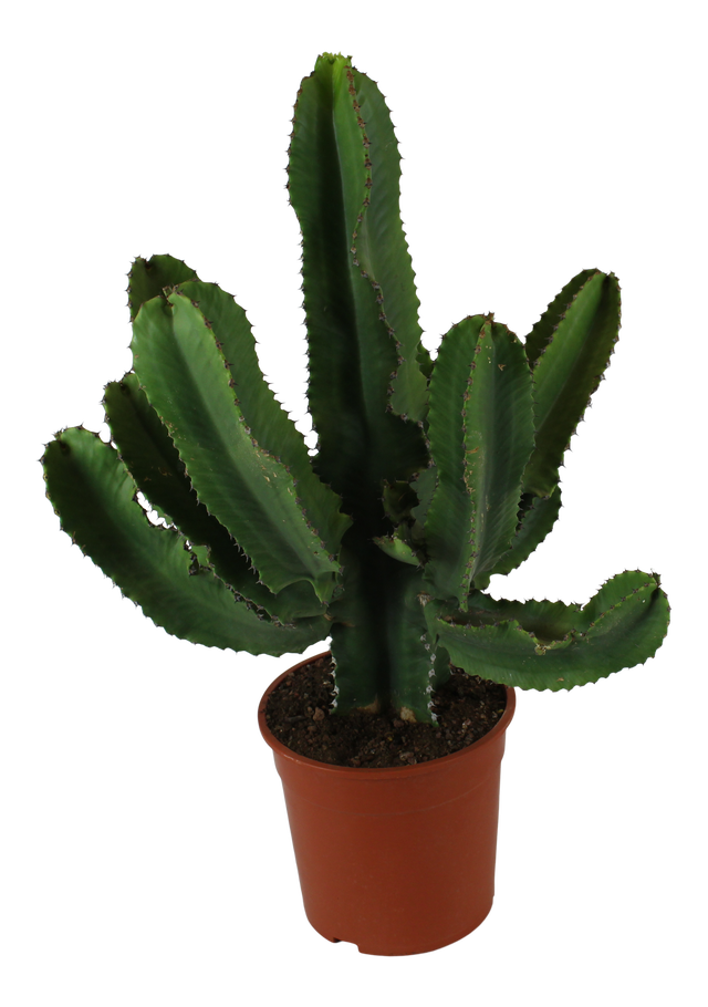 Wilczomlecz Euphorbia Erytrea Canar 80-100 cm