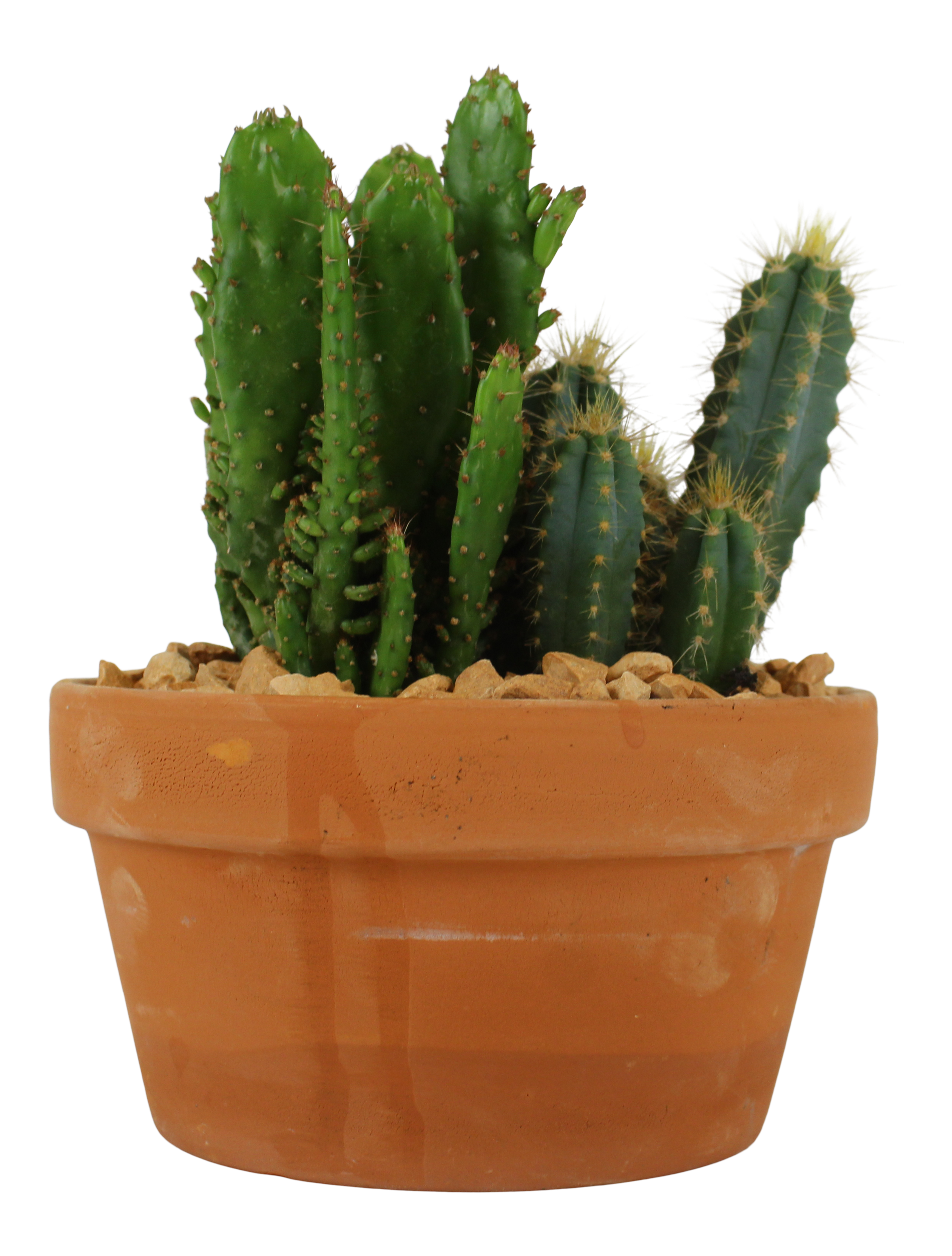 Kaktus mix 17-20cm w doniczce