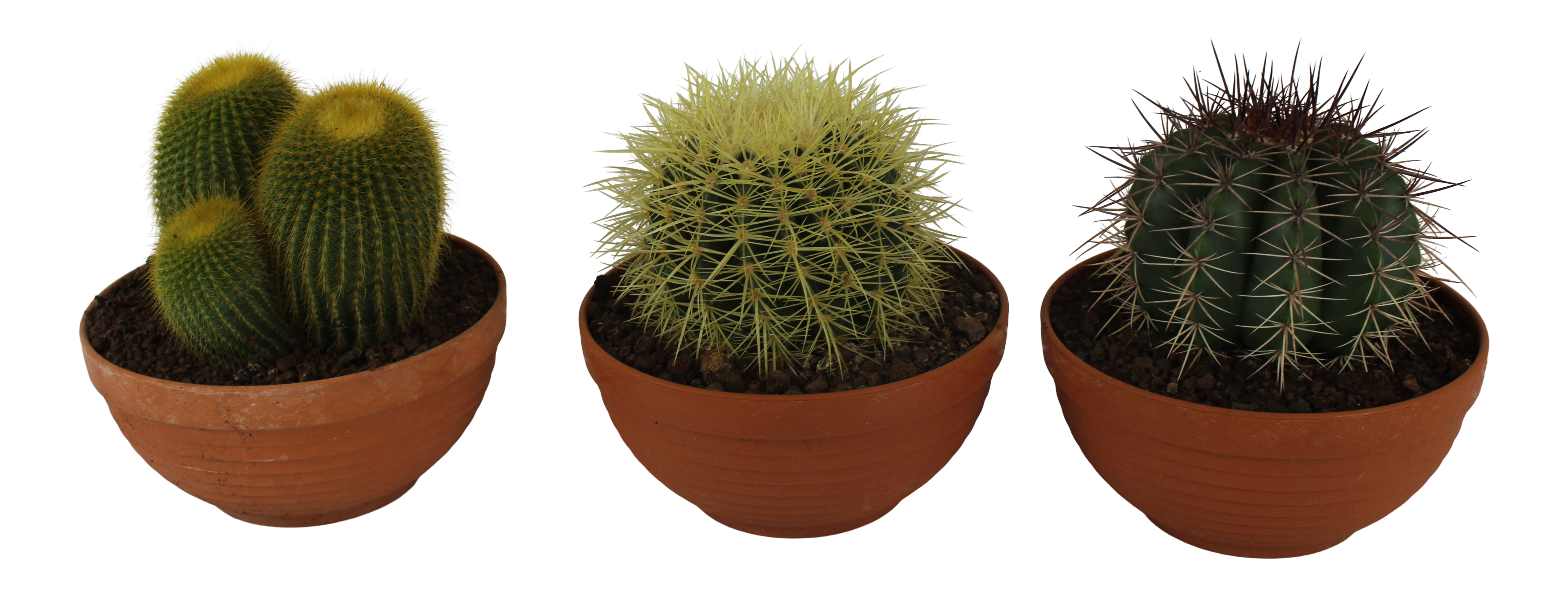 Kaktus Canarias mix 17-23cm w doniczce - Leroy Merlin