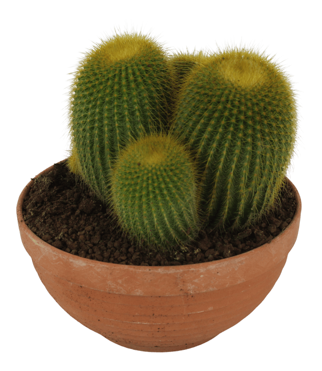 Kaktus Canarias mix 17-23cm w doniczce