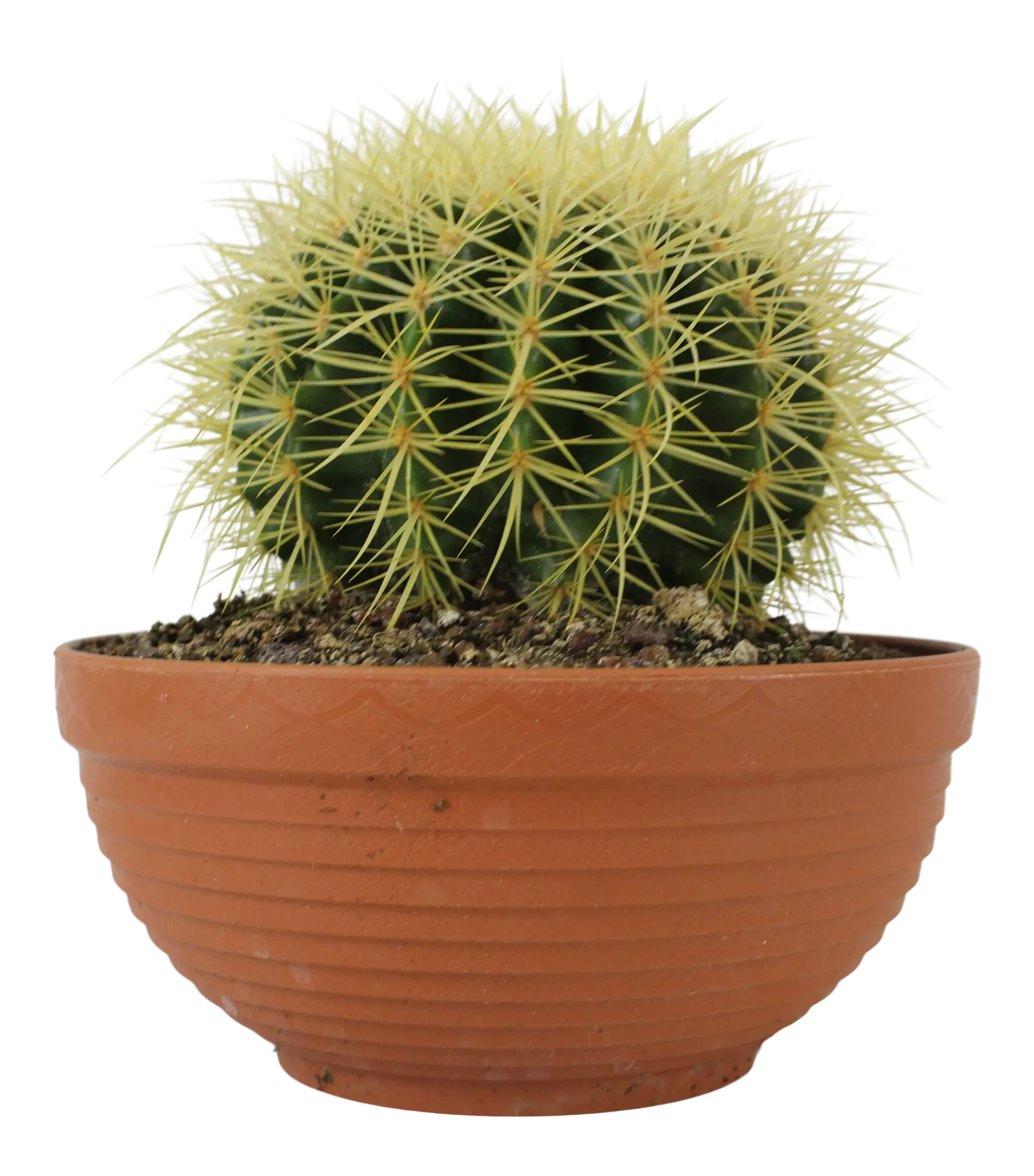 Kaktus Canarias mix 20-28cm w doniczce - Leroy Merlin