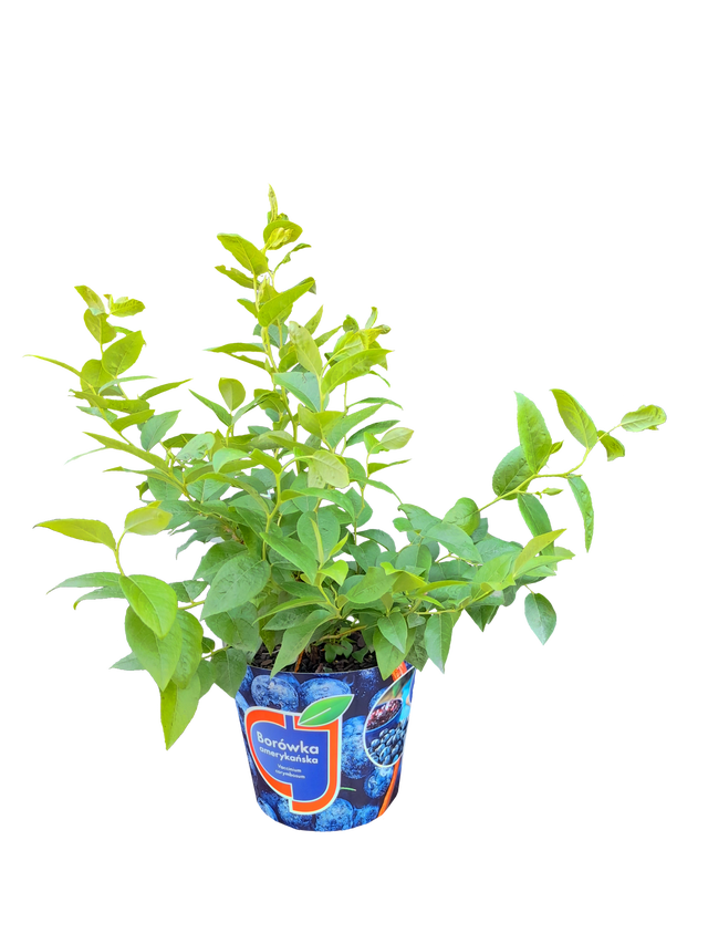 Borówka amerykańska mix 30-40 cm