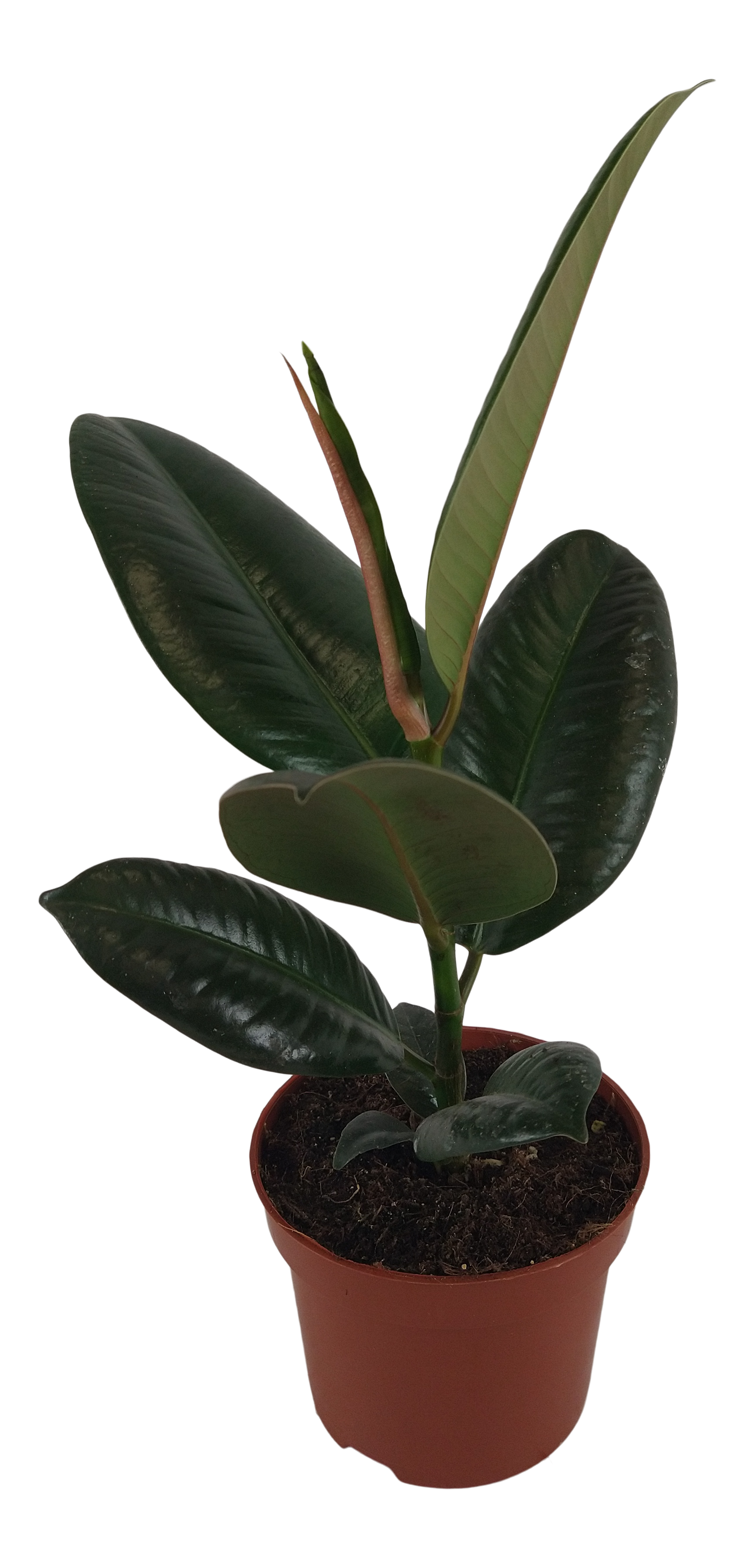 Fikus sprężysty mix 35 cm