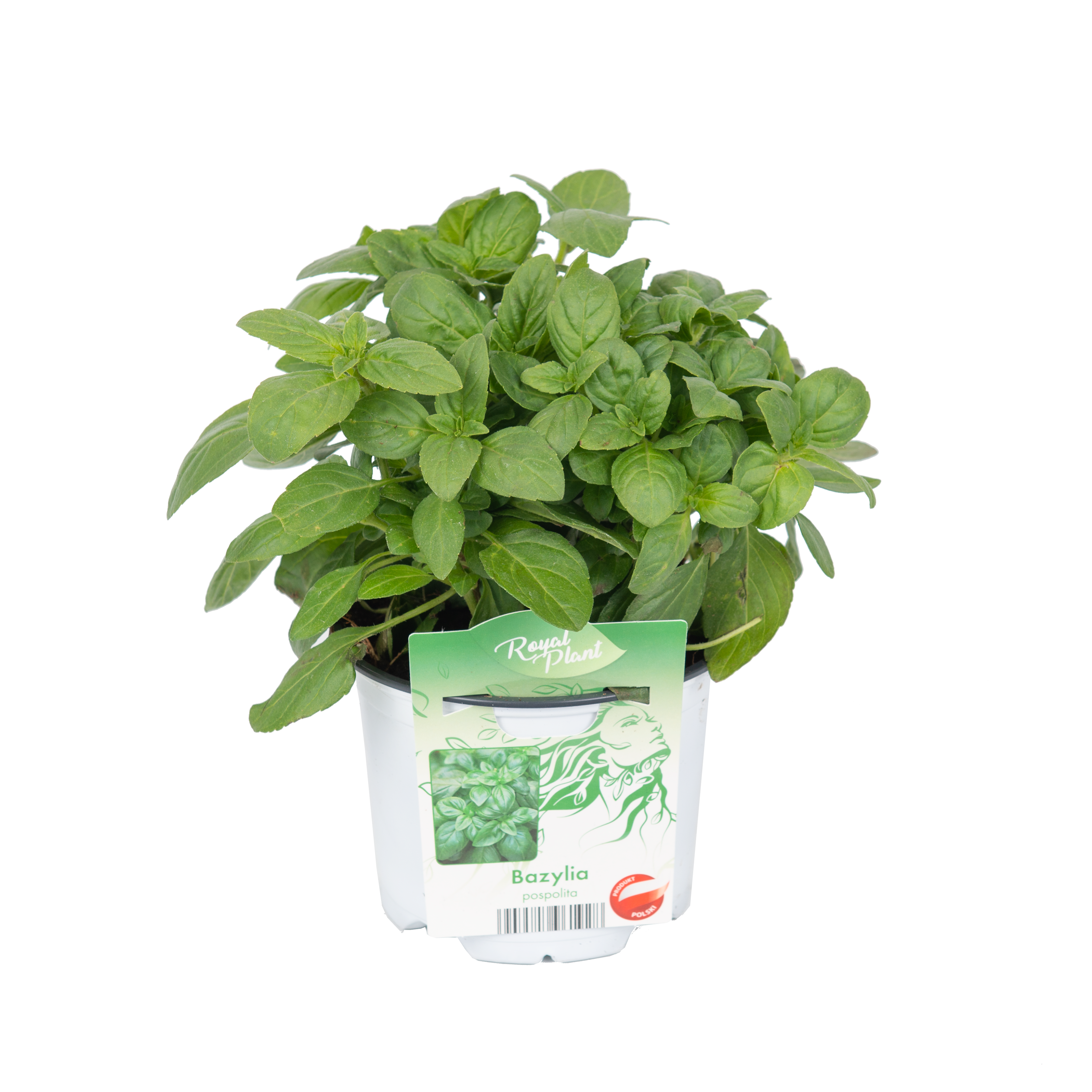 Bazylia przyprawa 20-25 cm