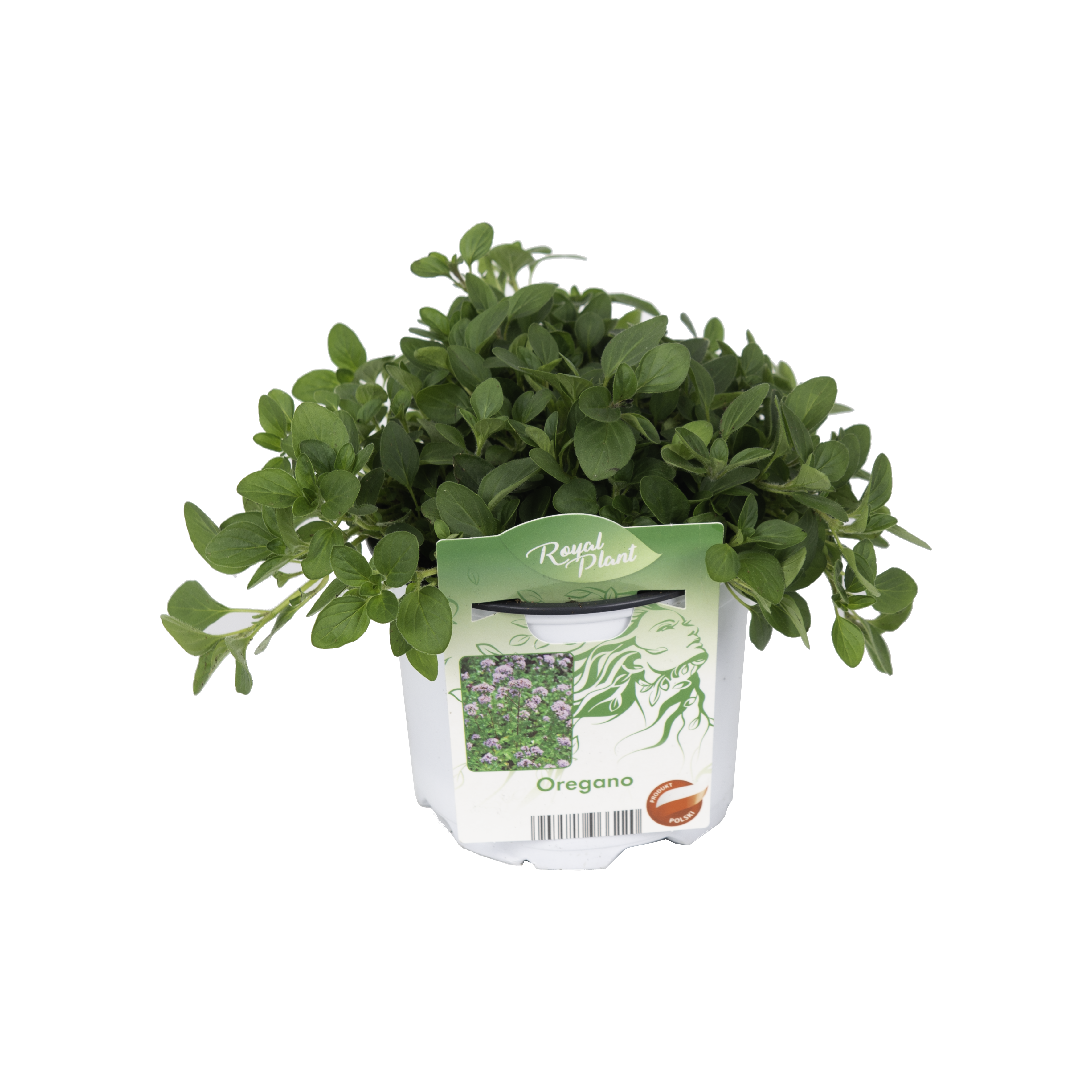 Oregano przyprawa 20-25 cm