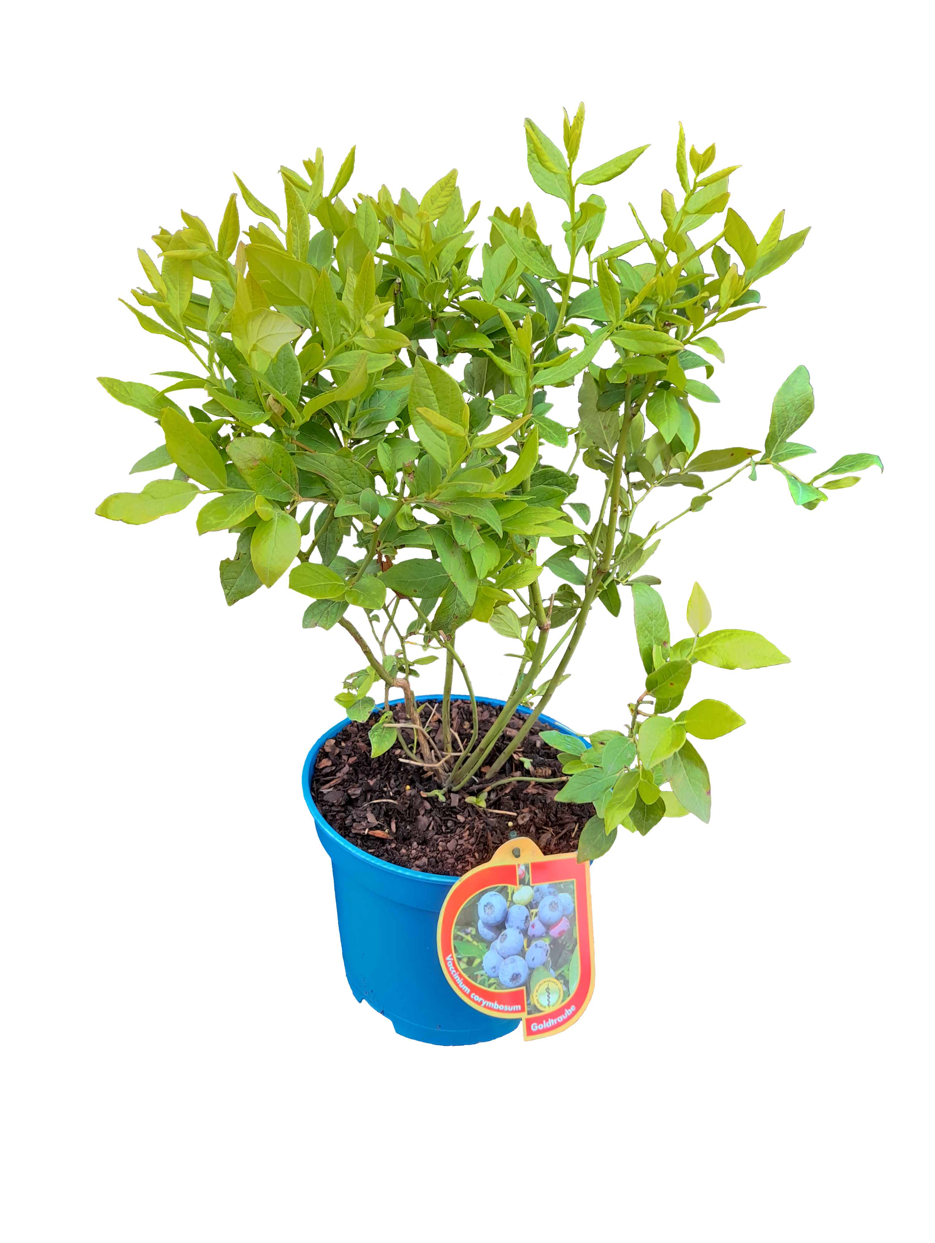 Borówka amerykańska mix 40-50 cm