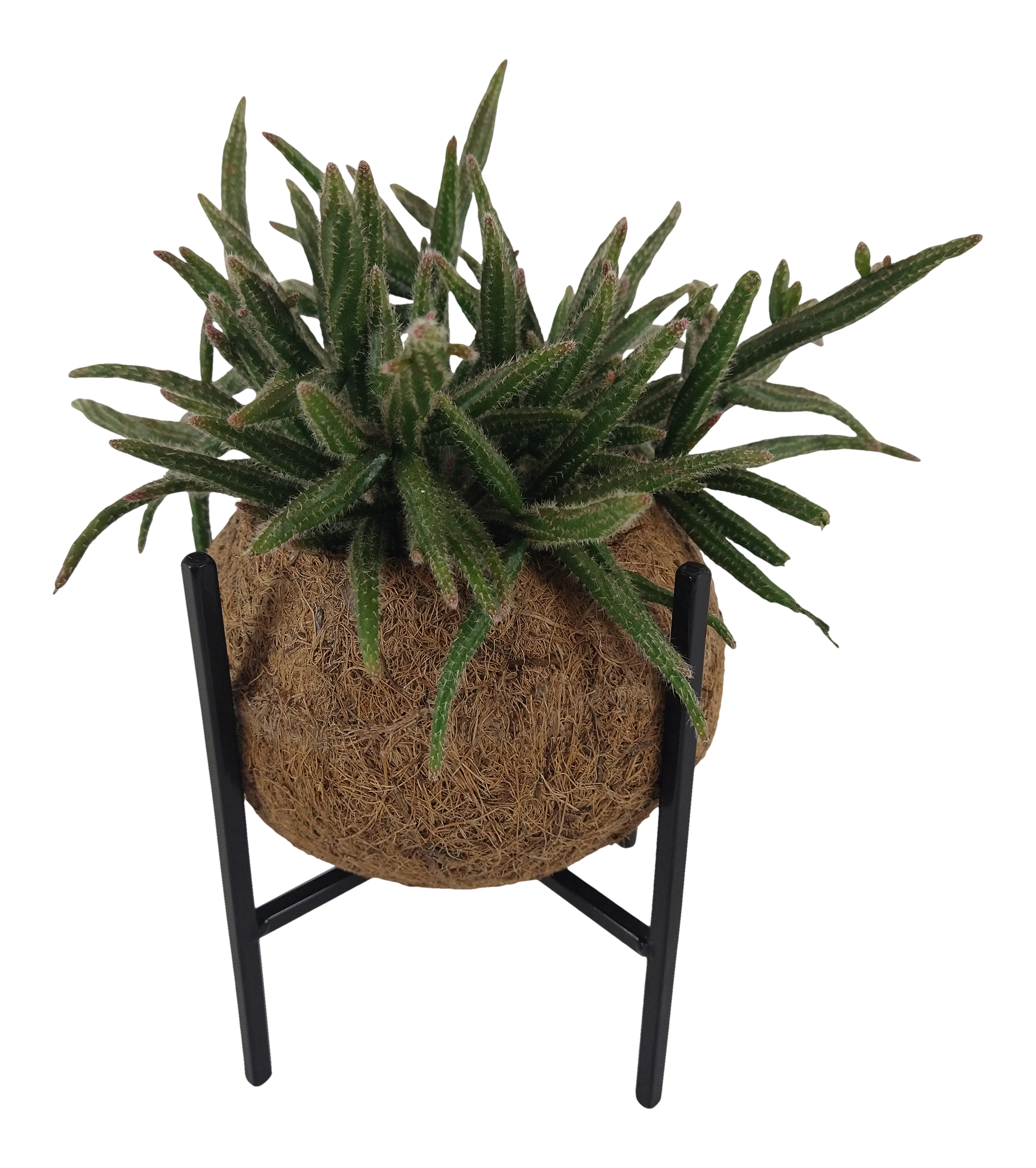 Rypsalis Kaktus Koko in Green mix 20cm