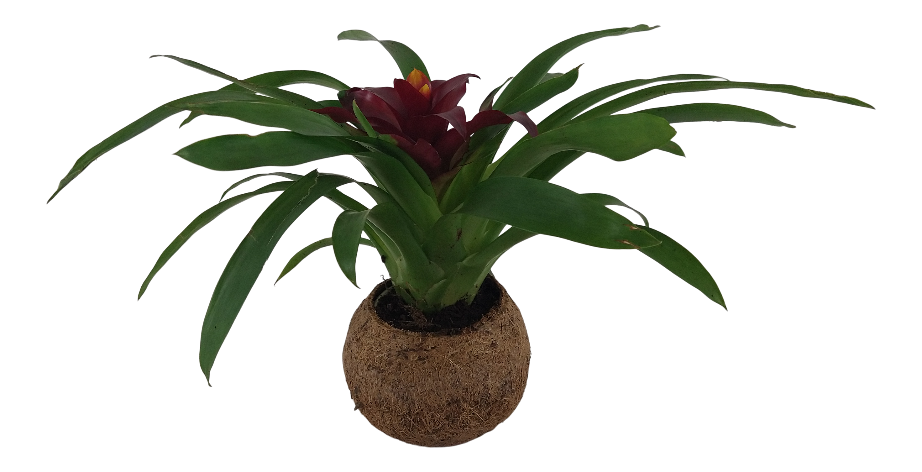 Bromelia Koko mix 20 cm