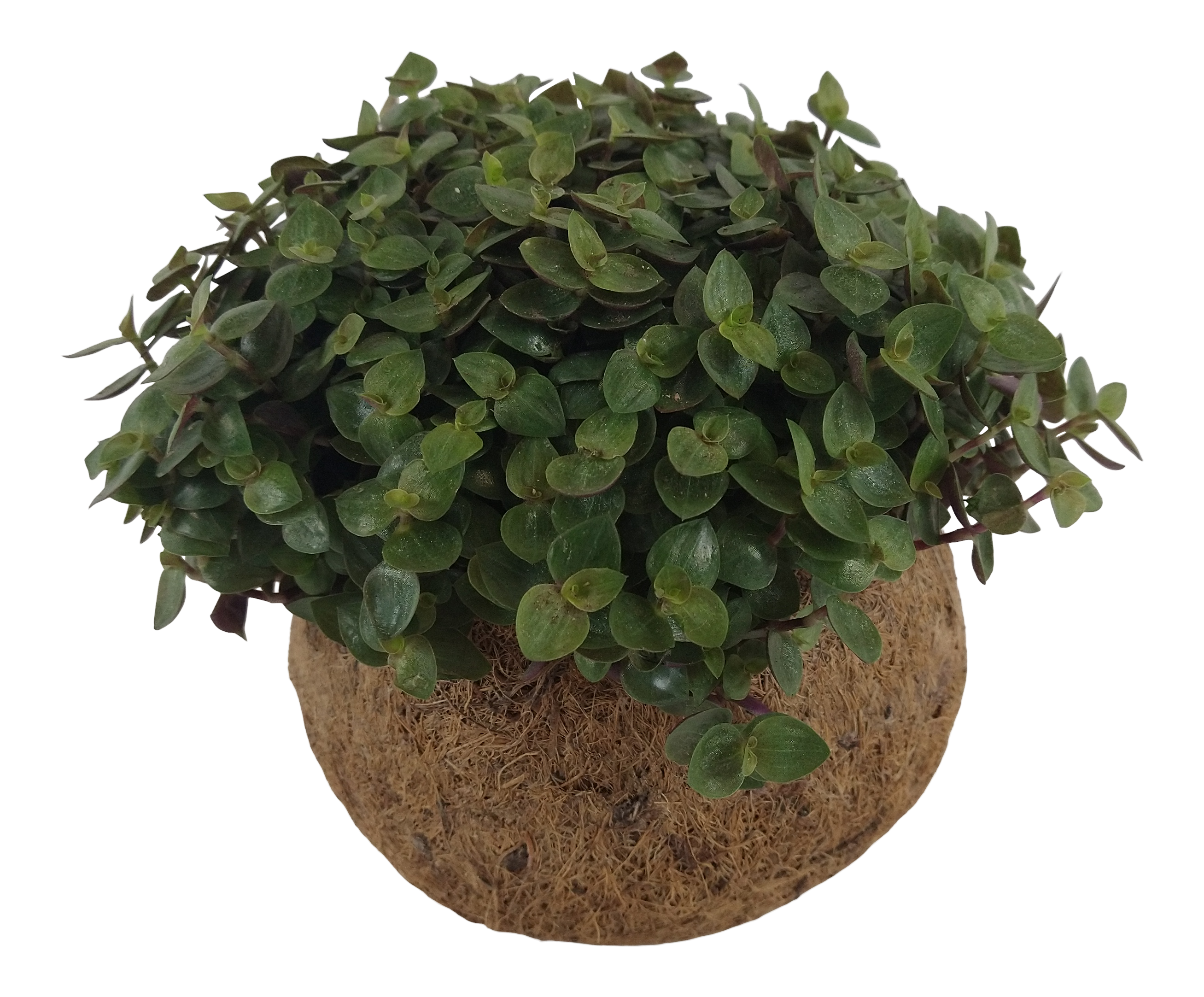 Pilea Koko Green Smit mix 20 cm
