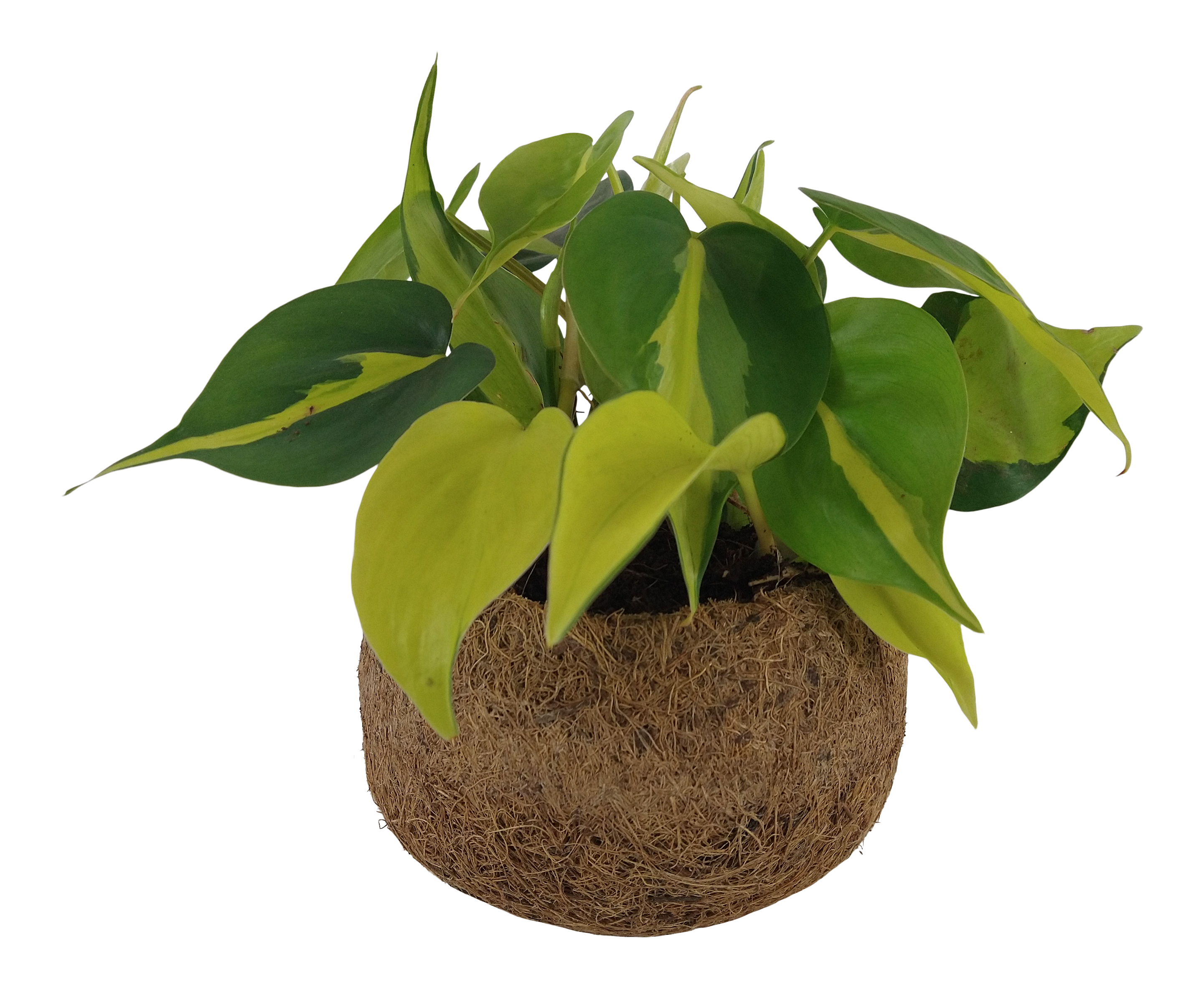 Scindapsus Koko mix 20 cm
