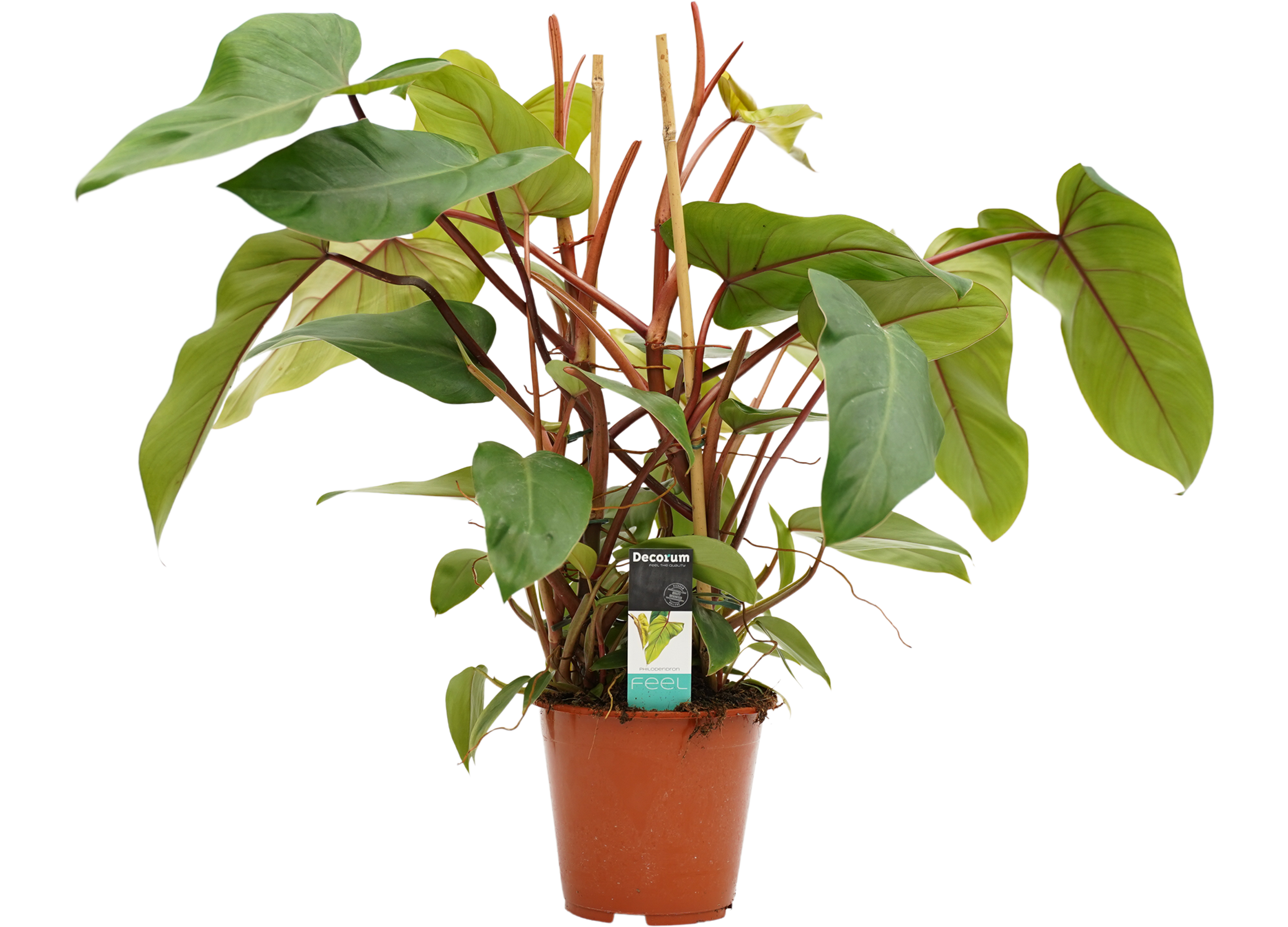 Philodendron Red Twins 75-85 cm - Leroy Merlin