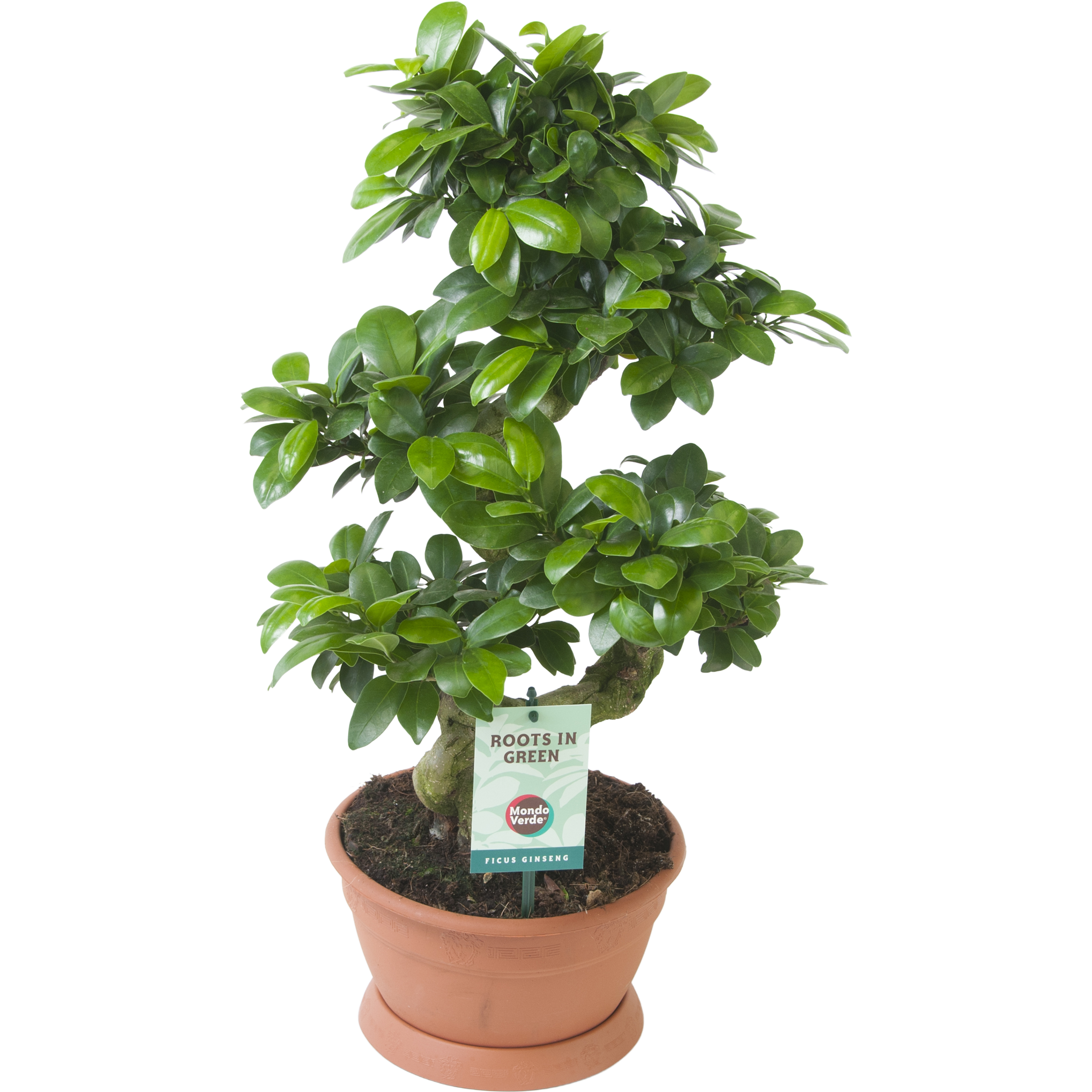 Fikus Ginseng S-shape 60-70 cm