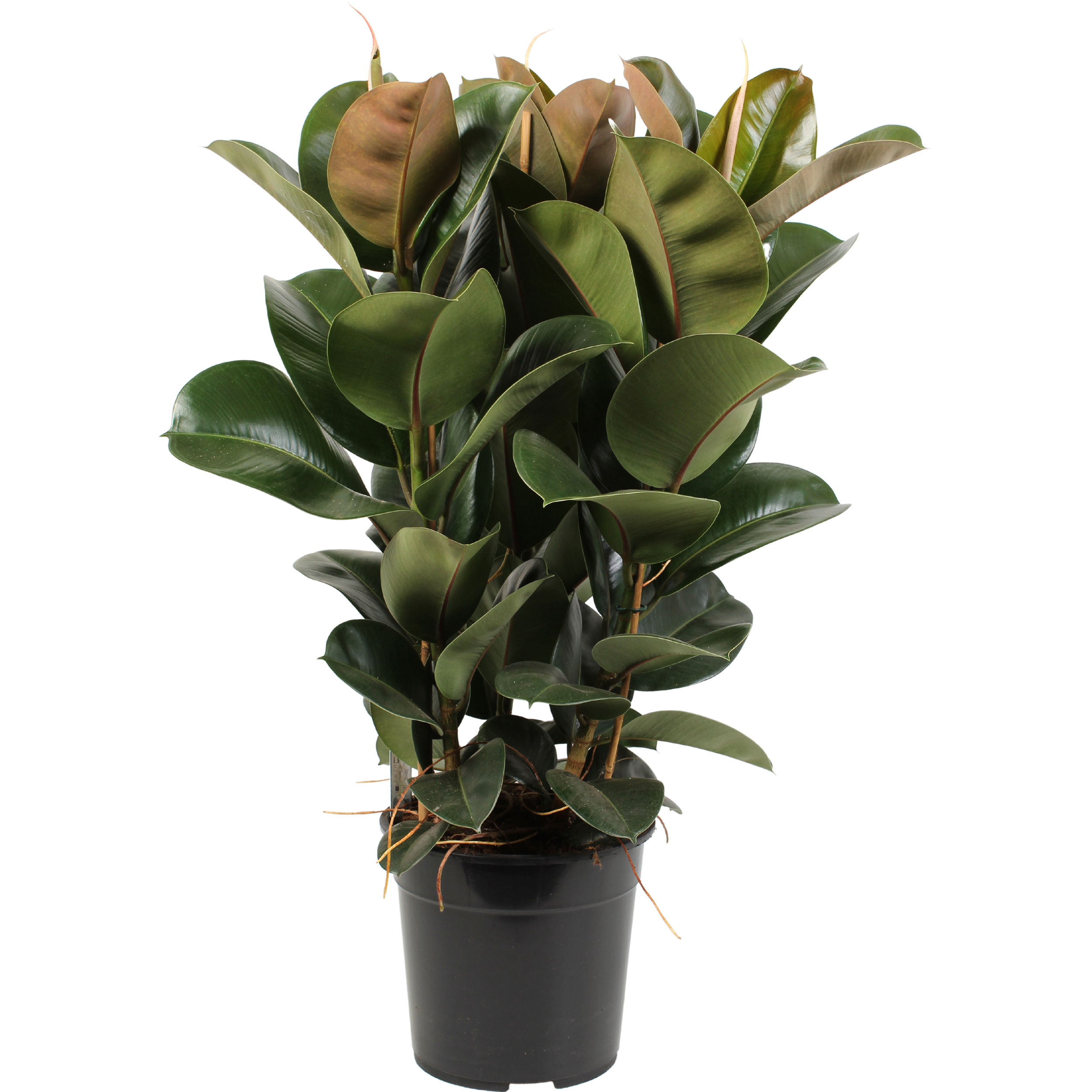 Fikus Elastica Cloe 90-95 cm