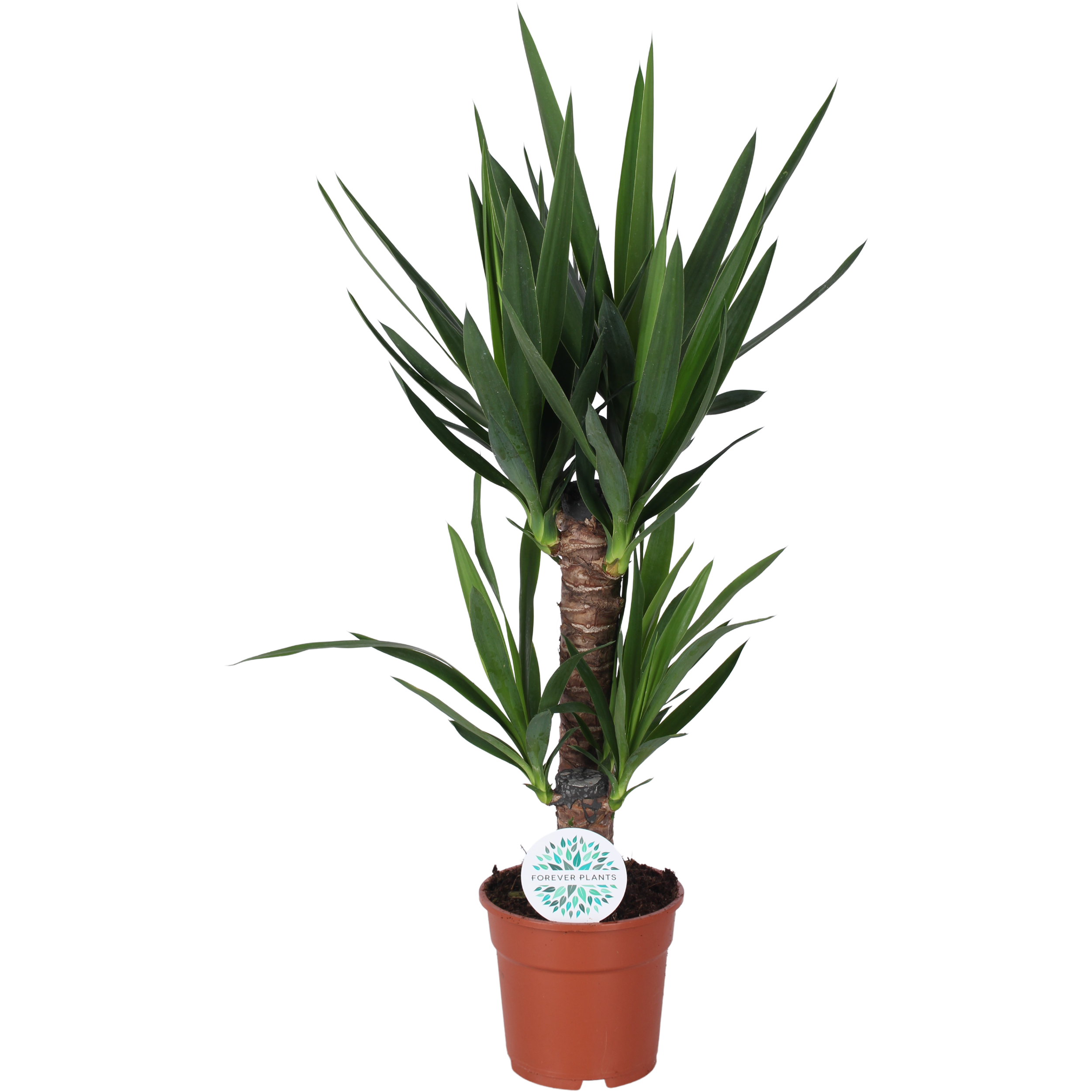Juka 50-60 cm