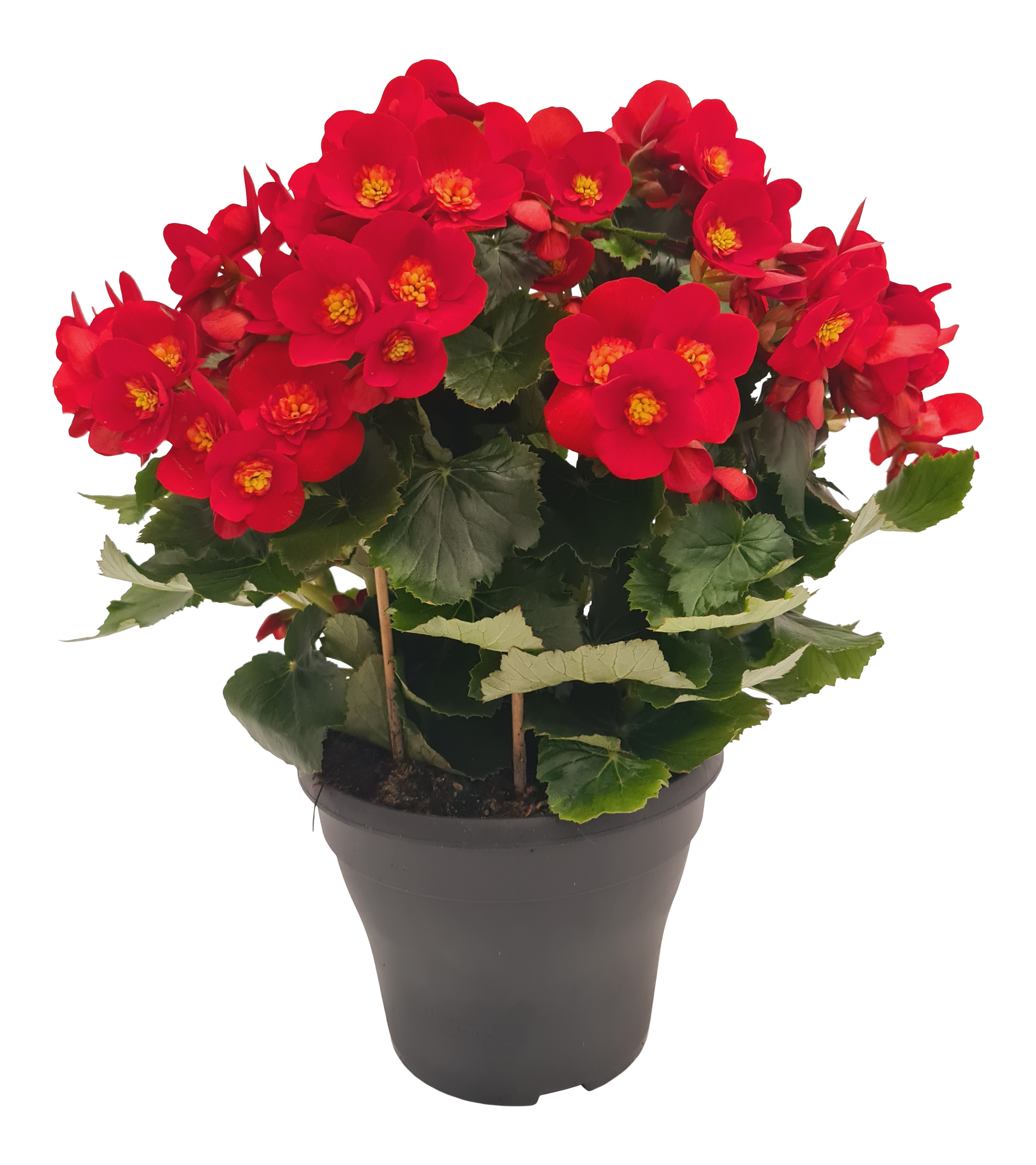 Begonia Belove Red 35 cm
