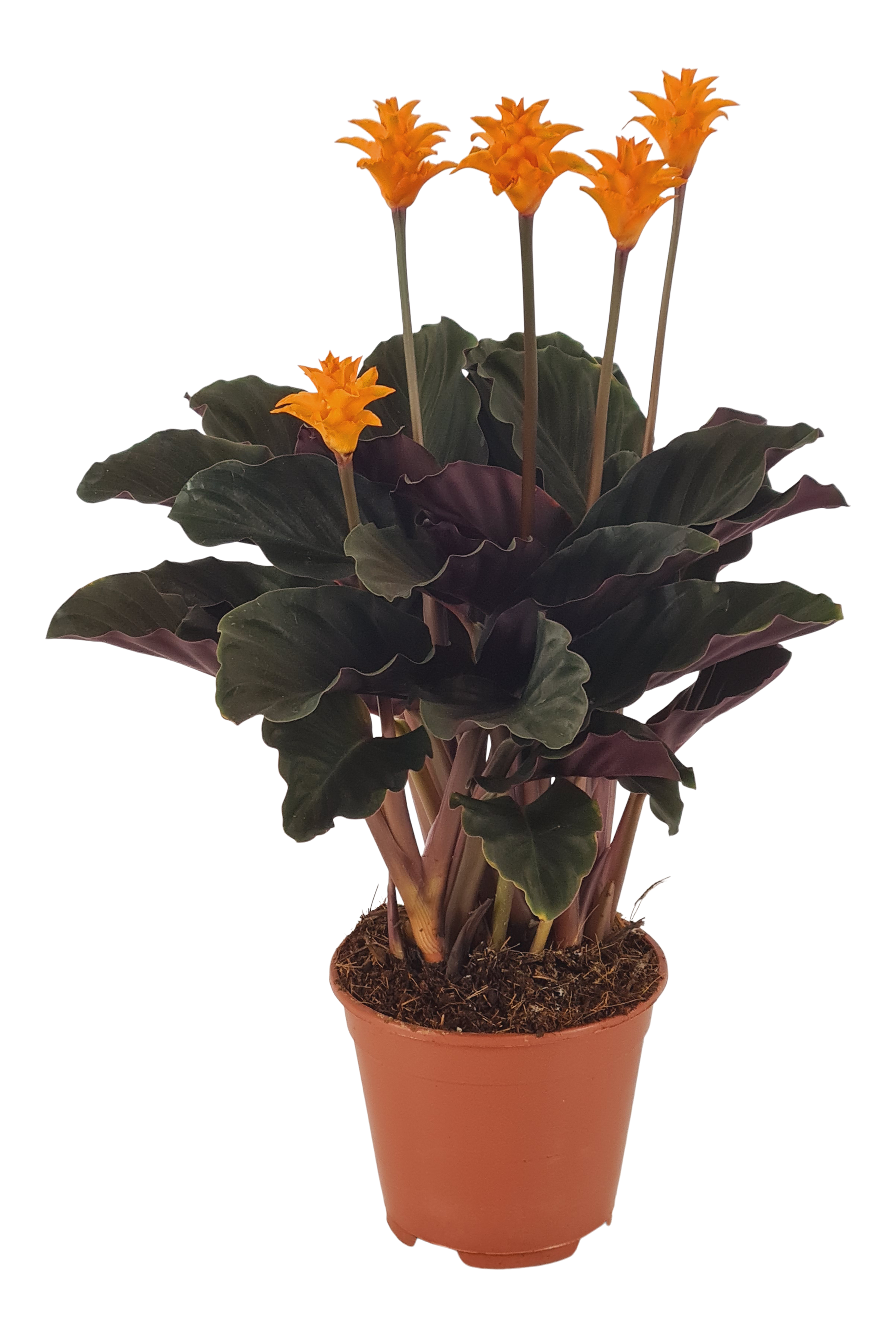 Kalatea Crocata Tassmania 50-60cm