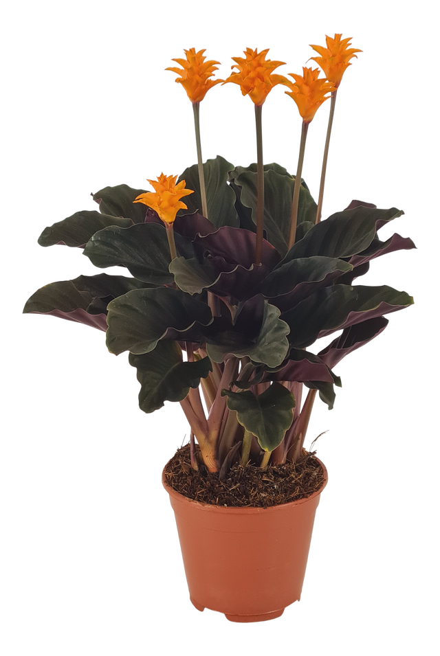 Kalatea Crocata Tassmania 50-60cm