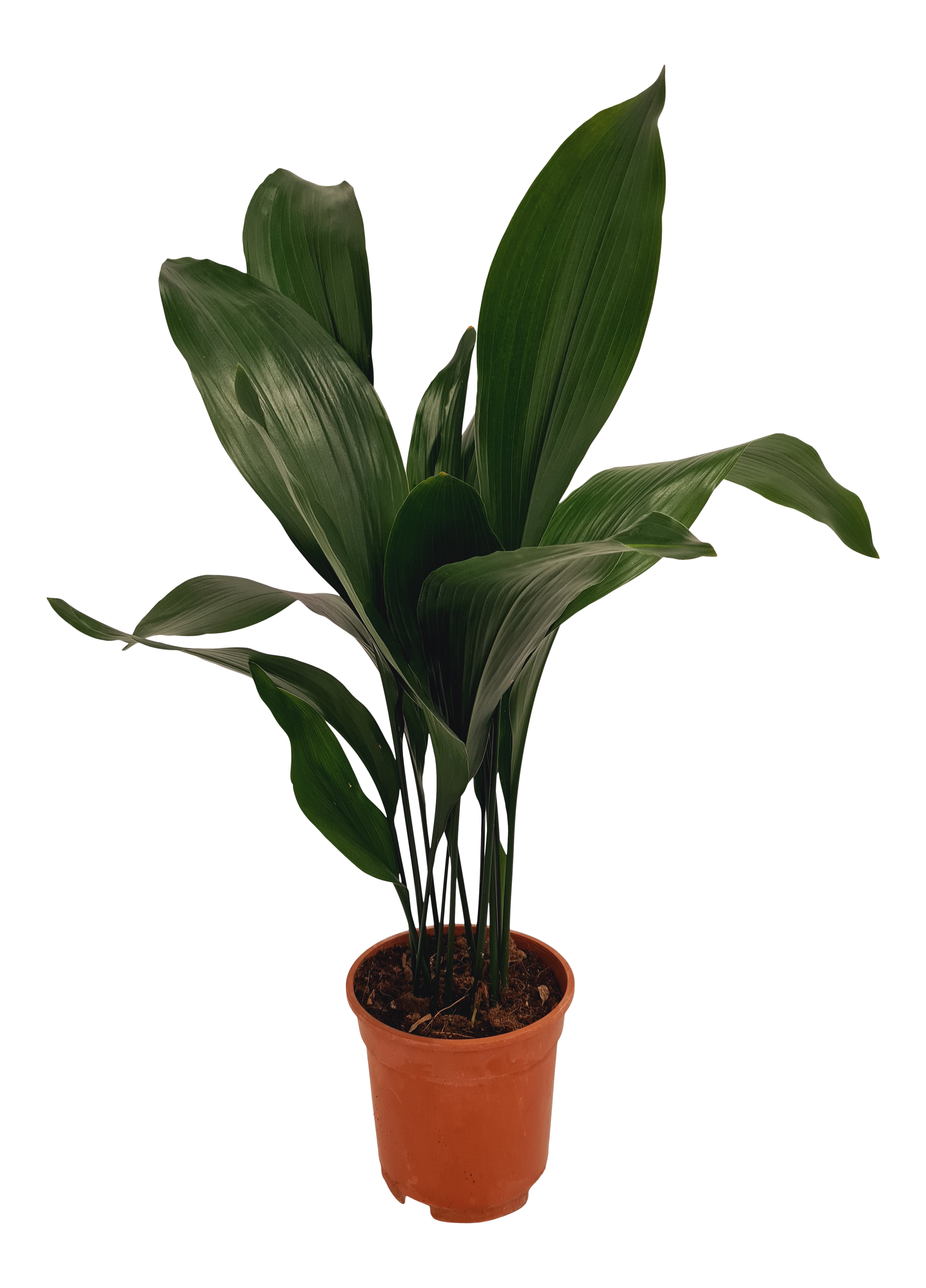 Aspidistra Eliator 70 cm