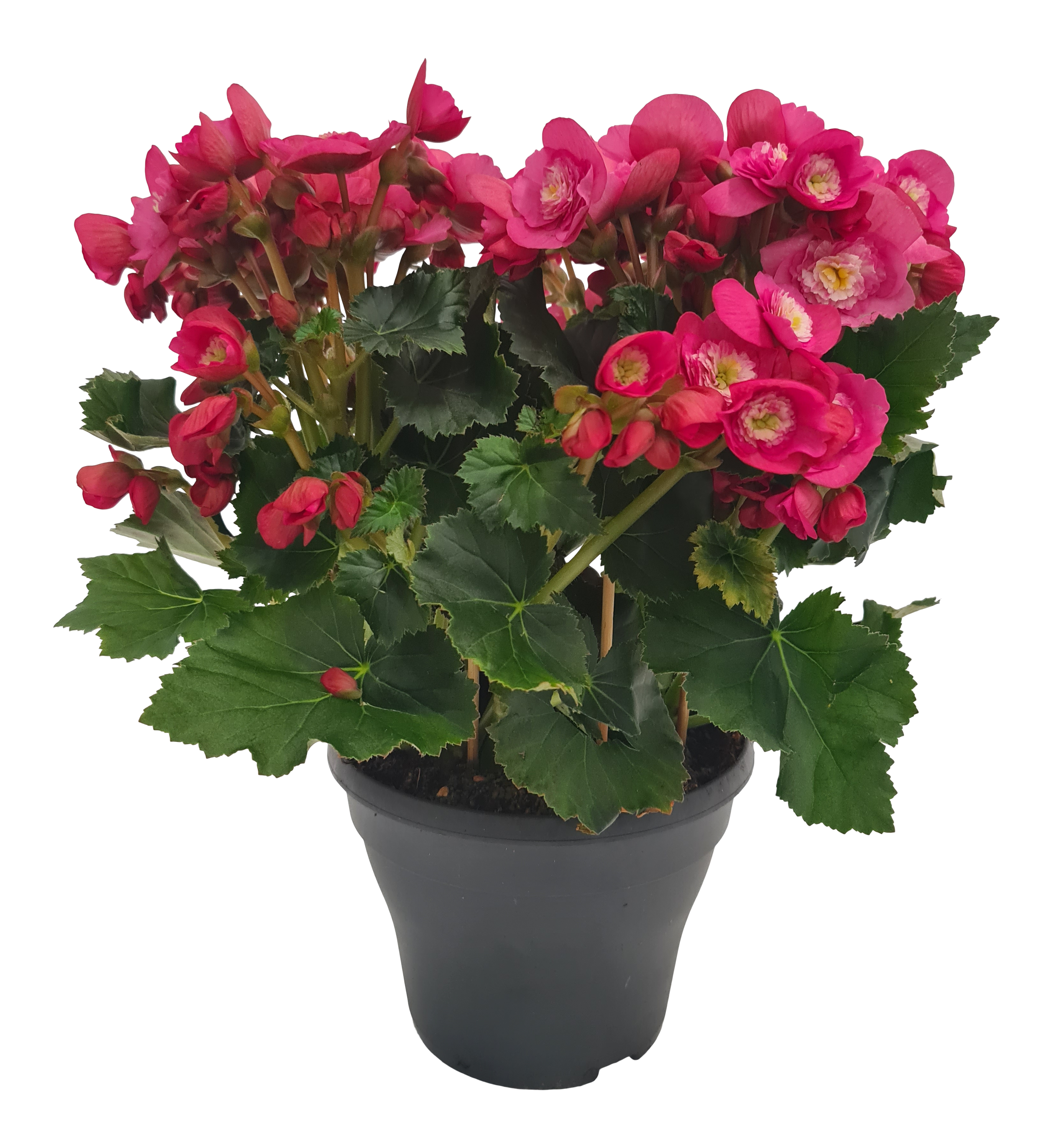 Begonia Belove Pink 35 cm