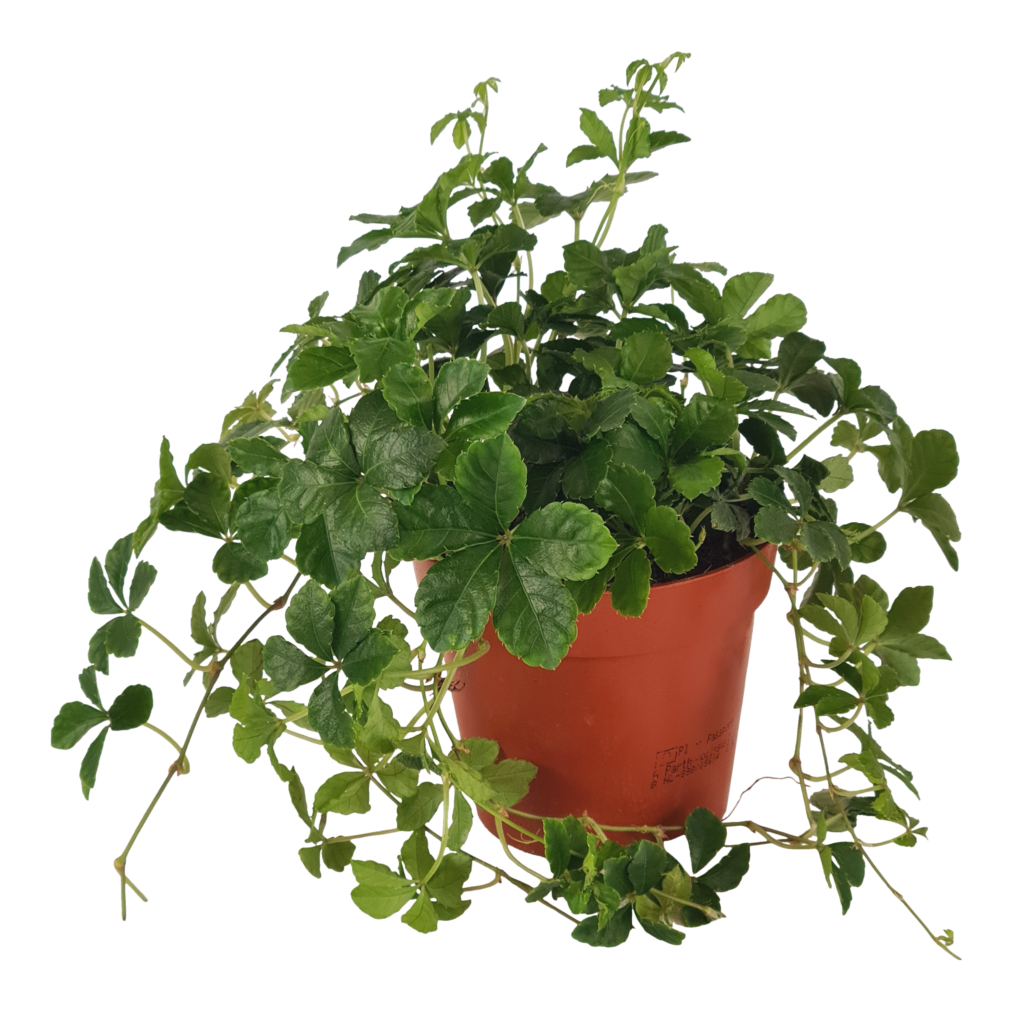 Cissus amazoński Striatha 20 cm