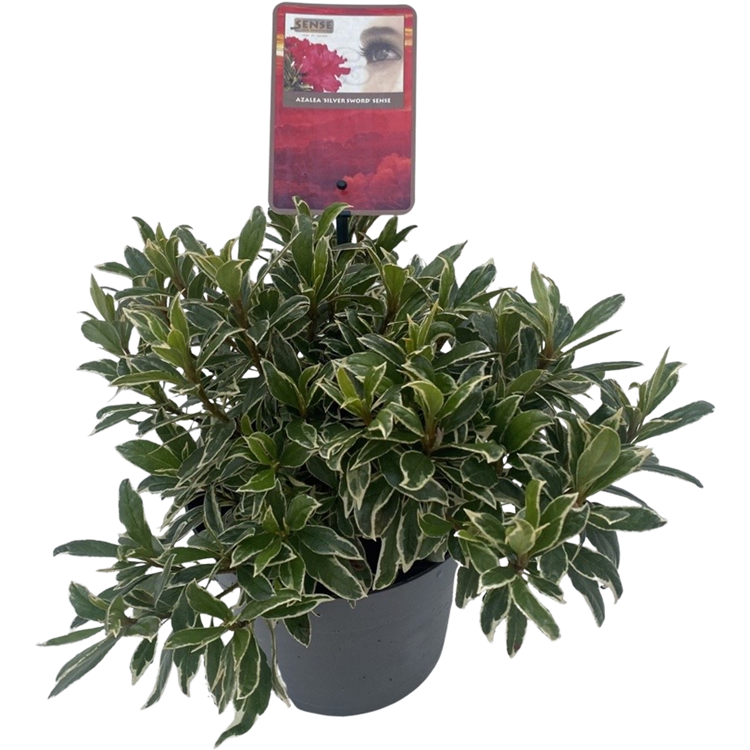 Azalia 20-25 cm