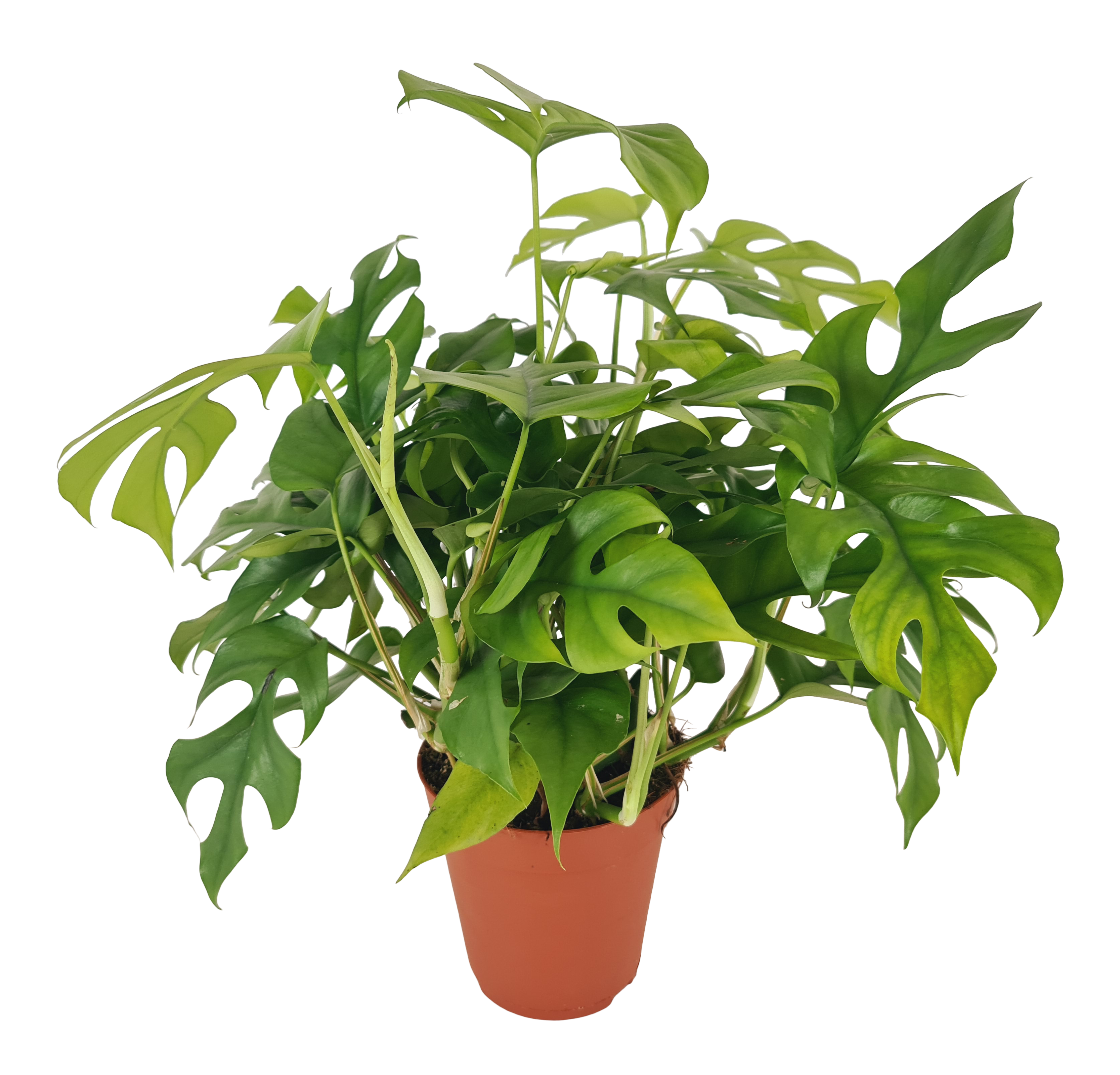 Monstera Minima 35 cm