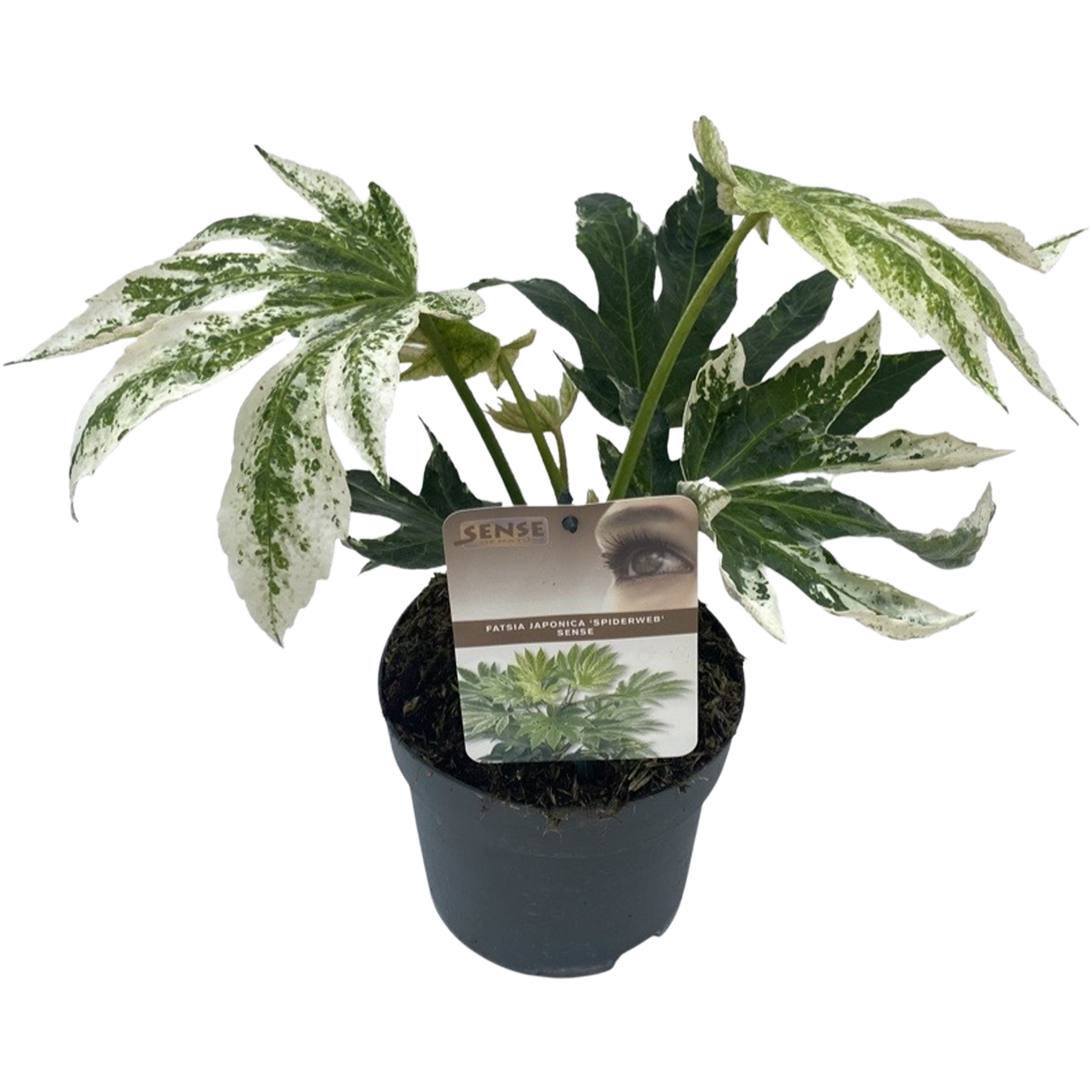 Japonica Fatsja Spiderweb 20-25 cm