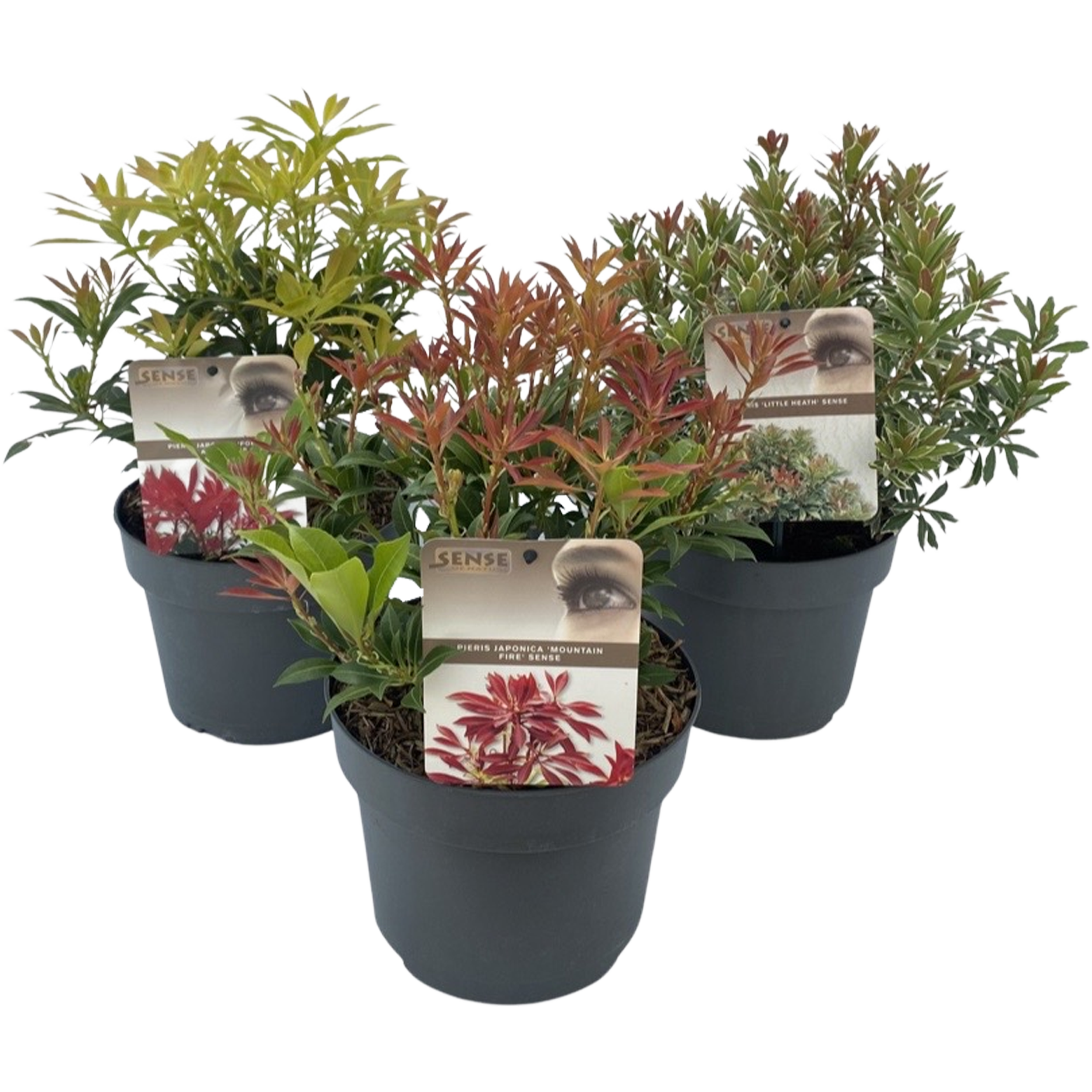 Pieris japoński mix 30-40 cm
