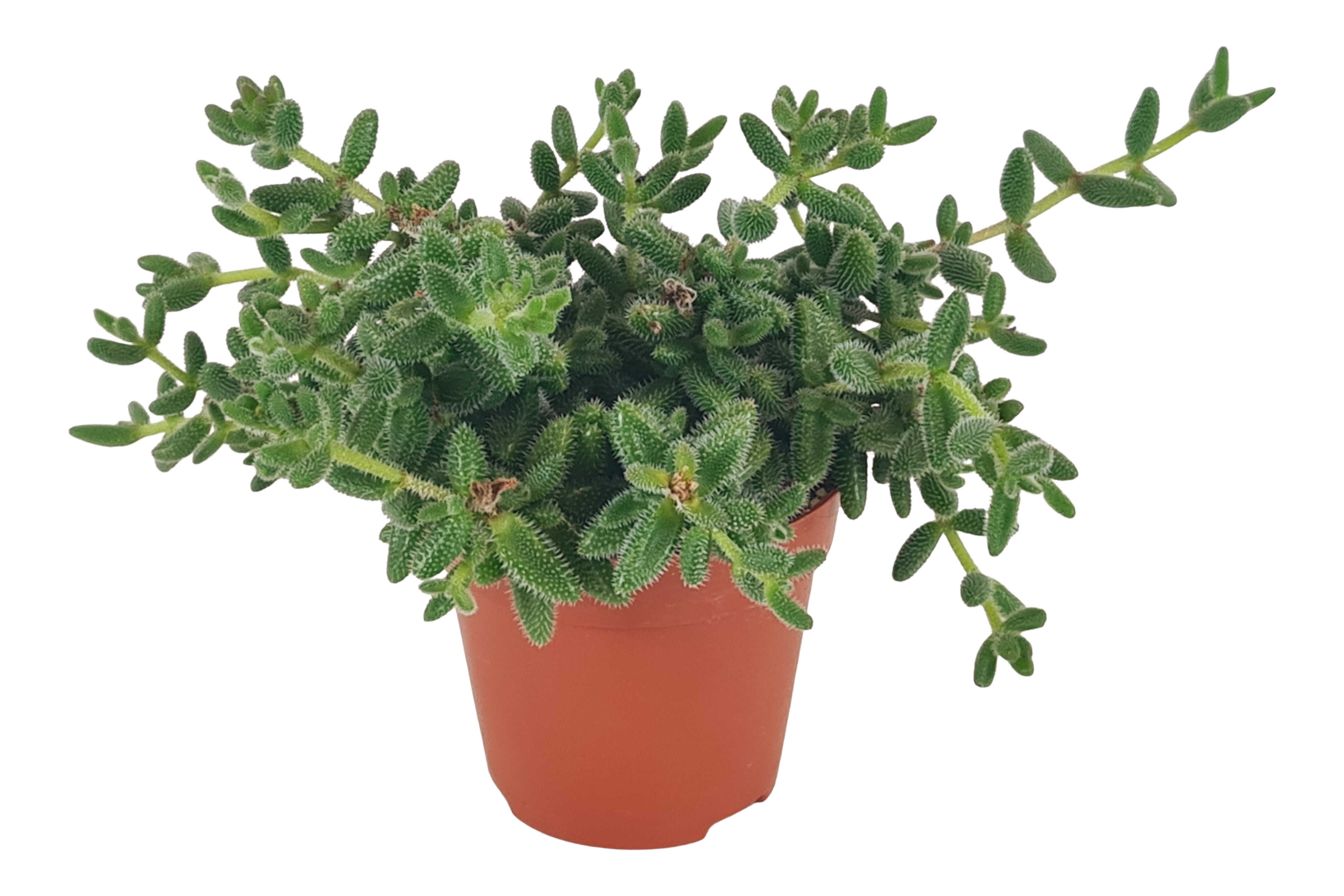 Delosperma Echinatum 18 cm
