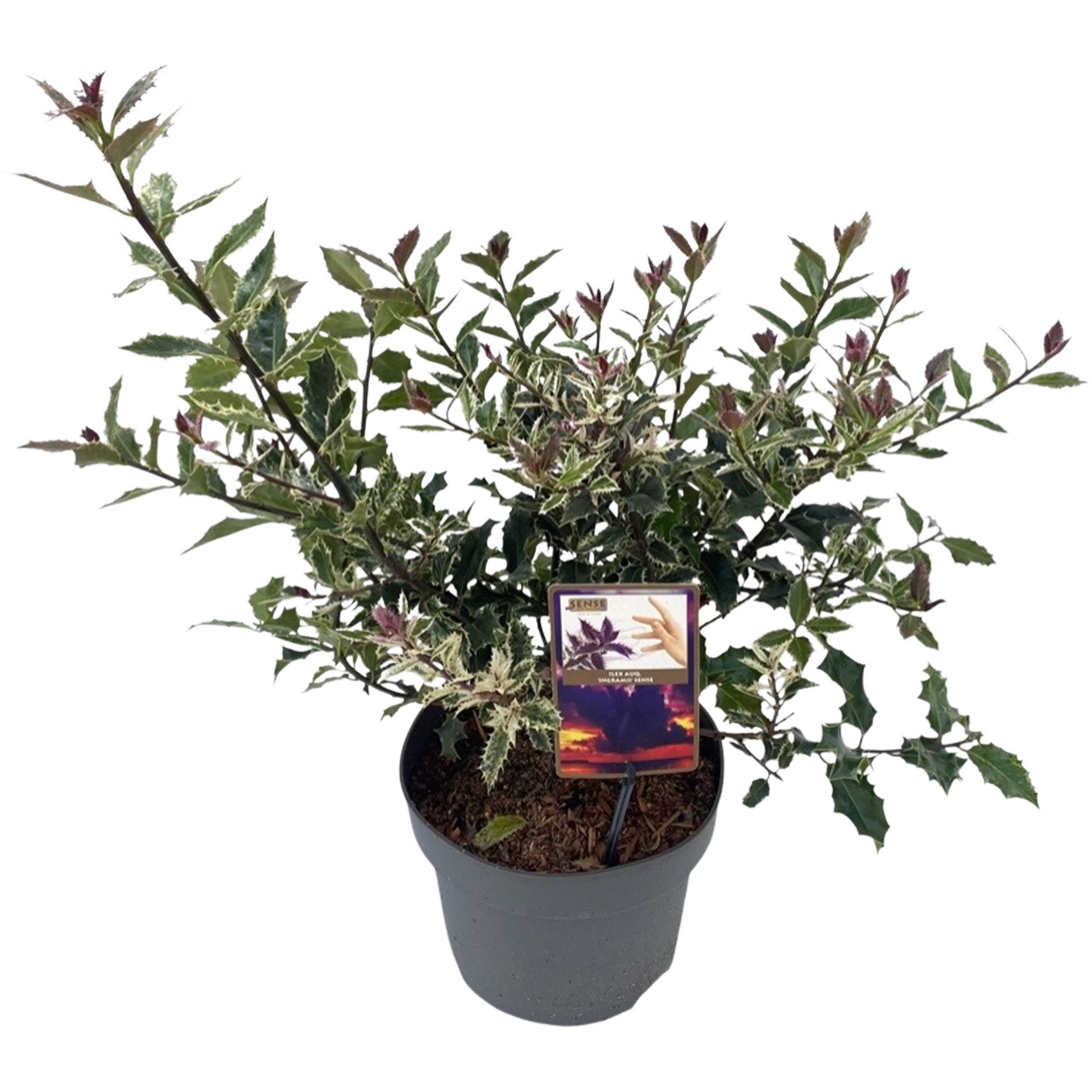 Ostrokrzew Ingrami 25-35 cm