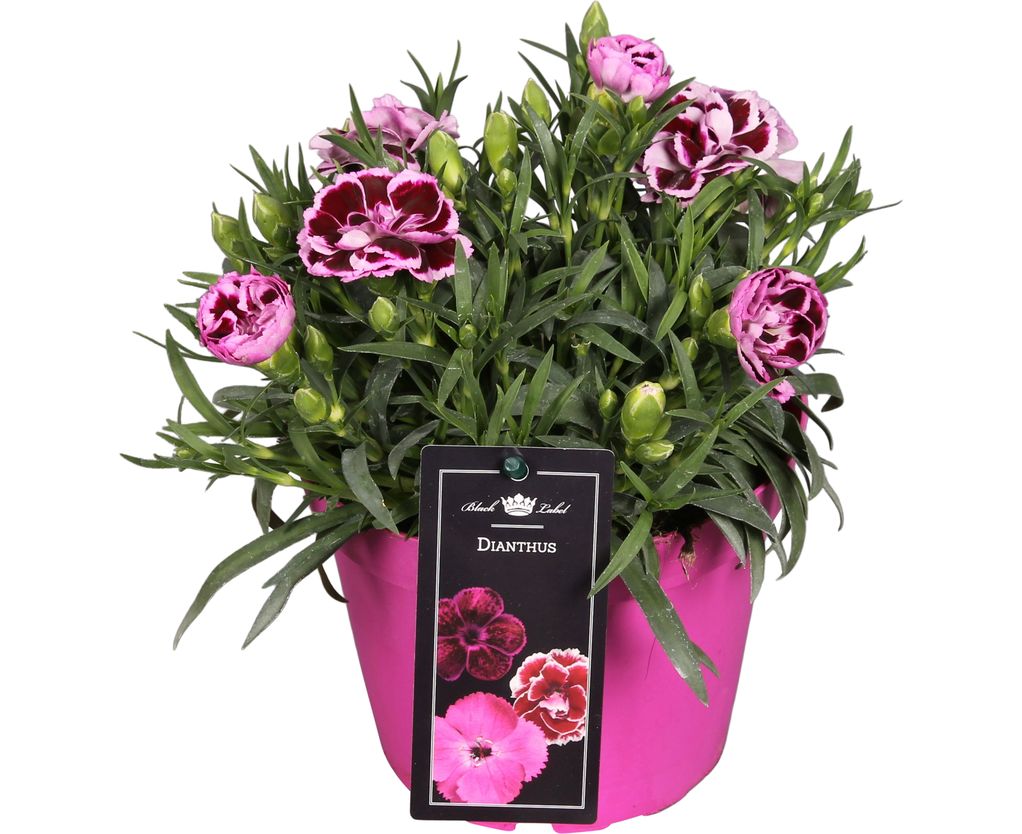 Goździk Doublelicious 15-20 cm