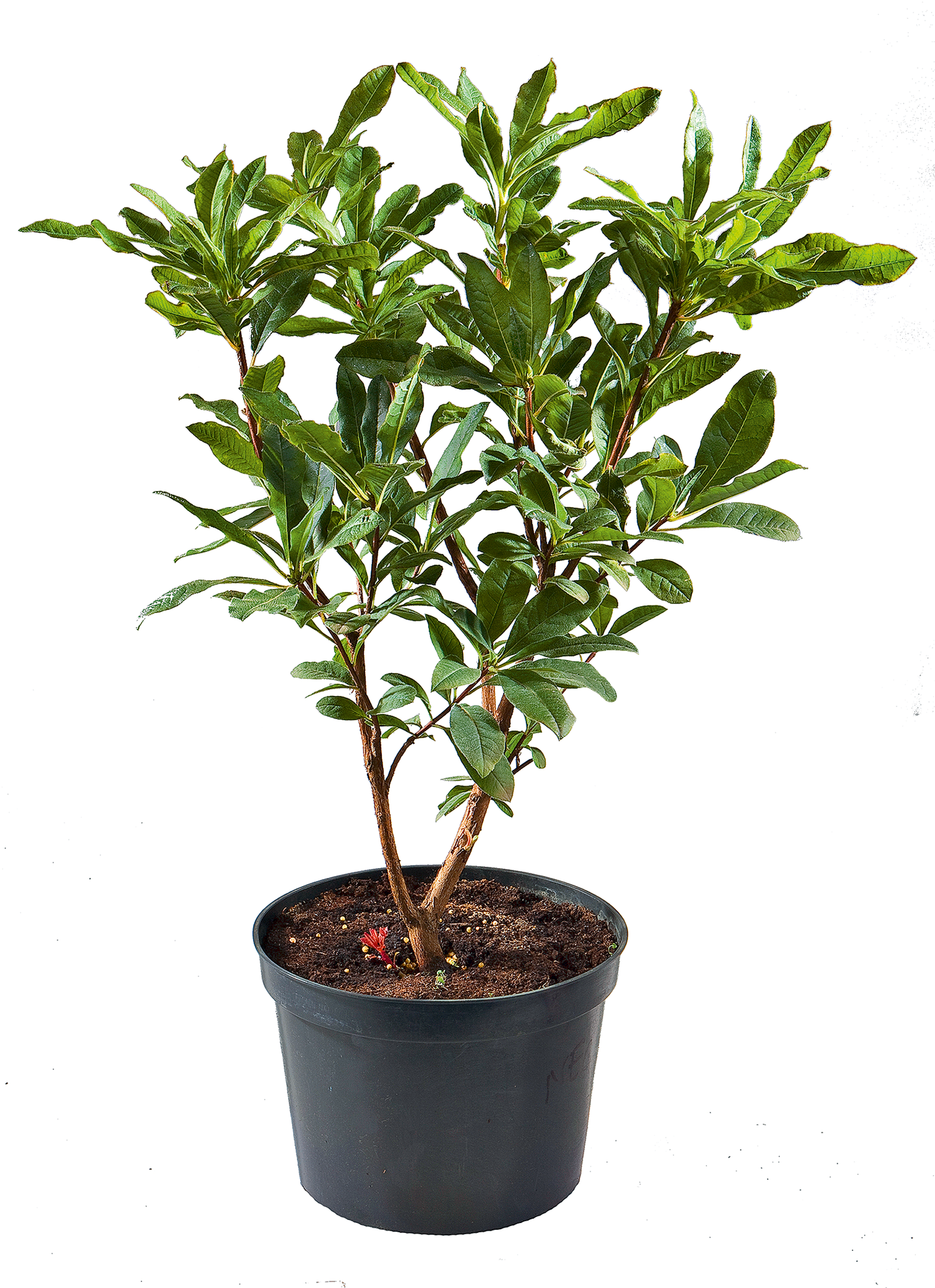 Azalia wielkokwiatowa mix 35-40 cm - 4