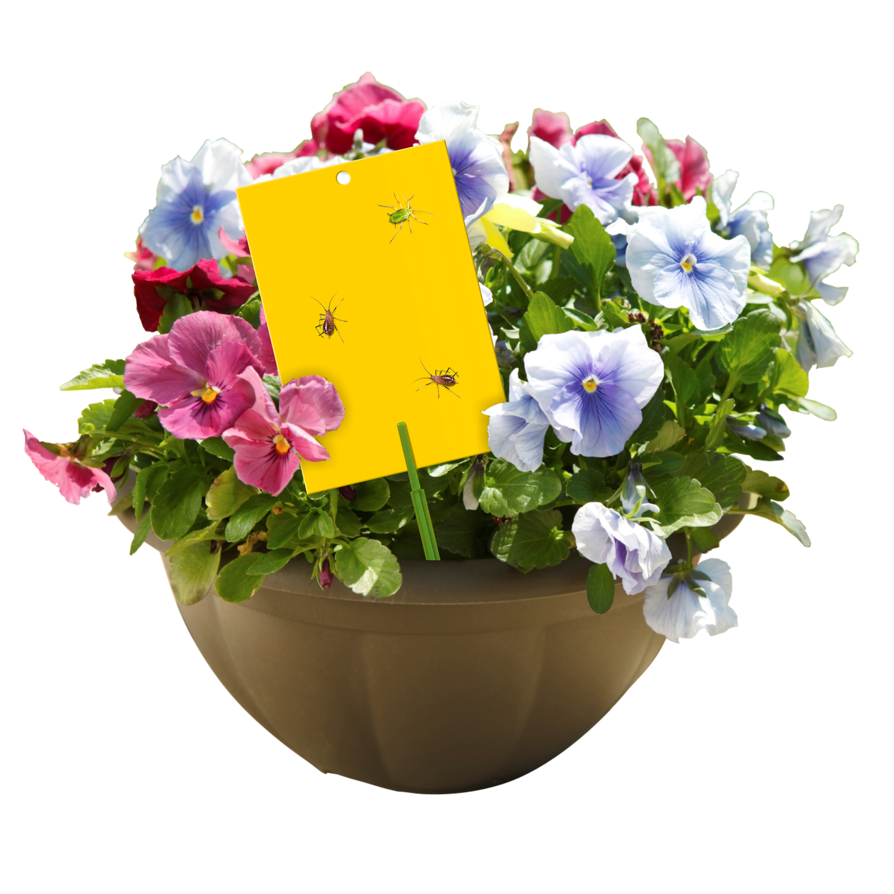 Arkusz kleisty do doniczek 10szt. Bros - 3