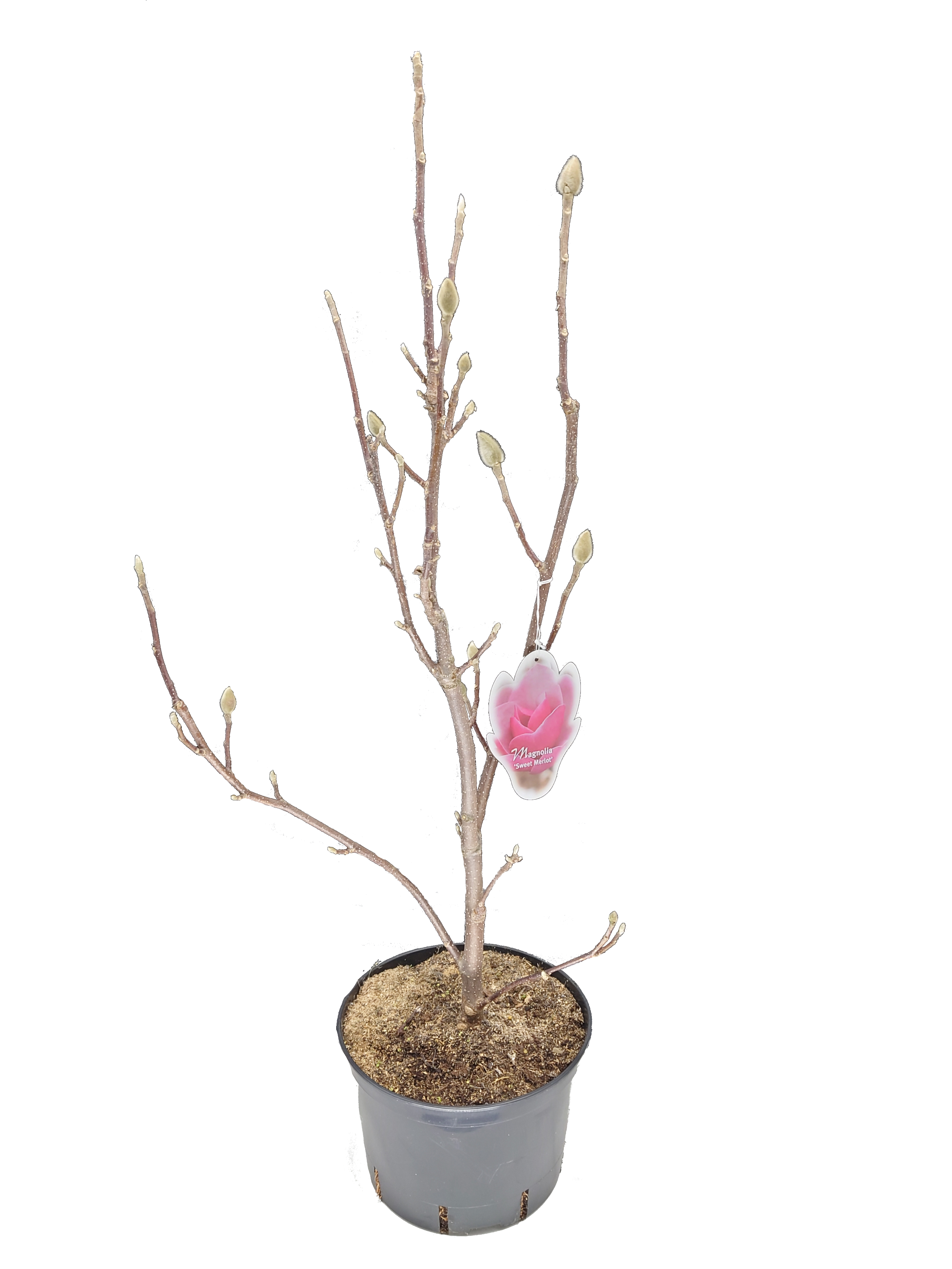 Magnolia mix 80 - 120 cm